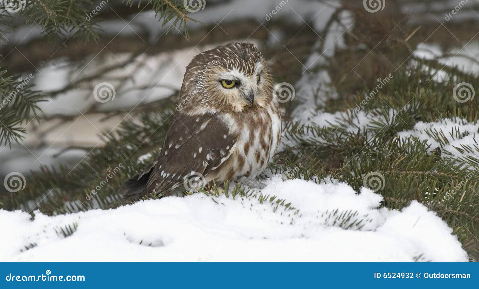 saw whet owl