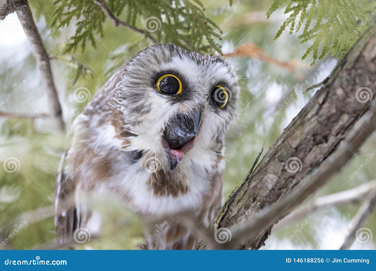 a saw-whet owl coughing up a pellet in a cedar tree in canada