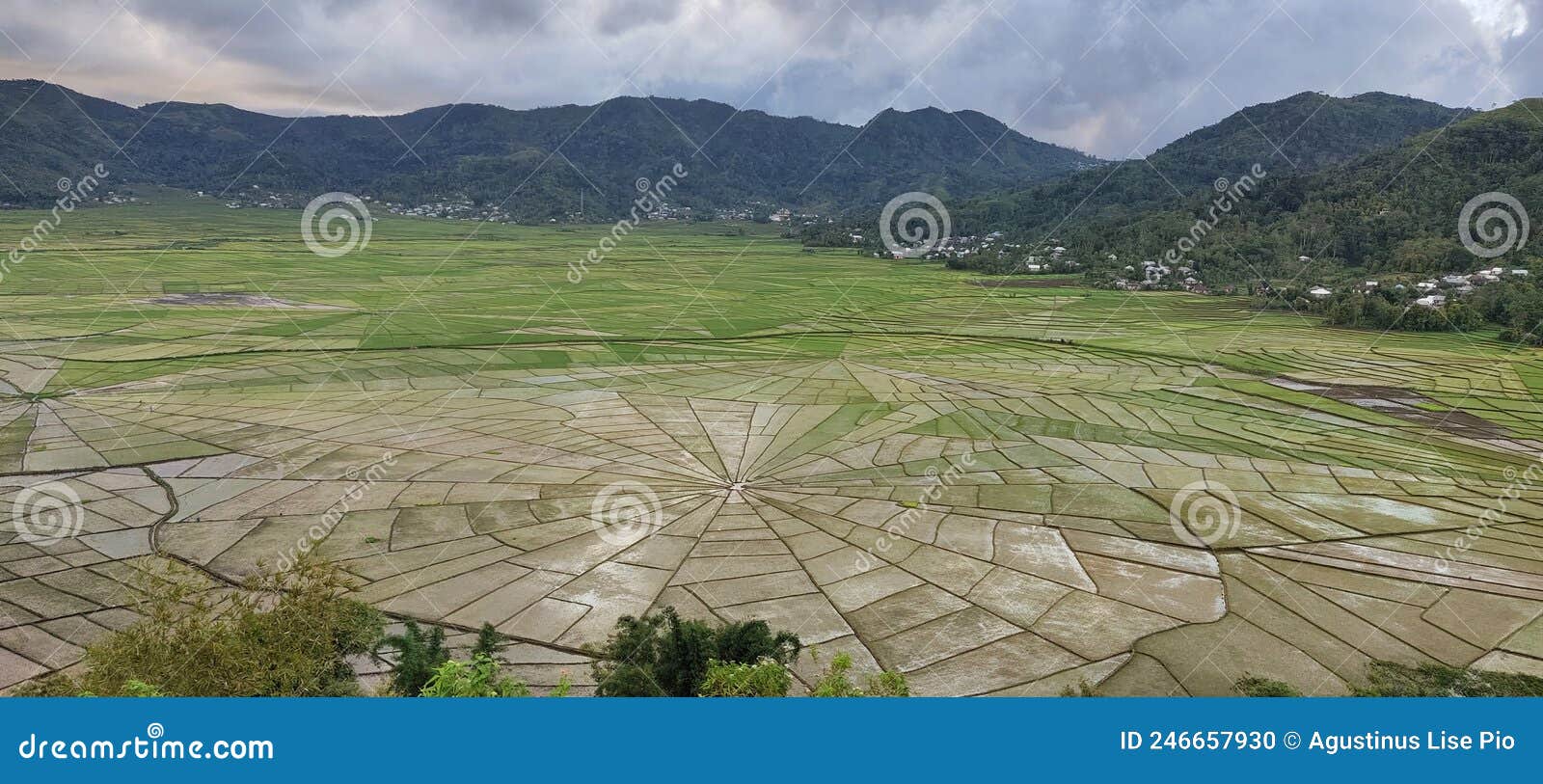 sawah spider in manggarai barat