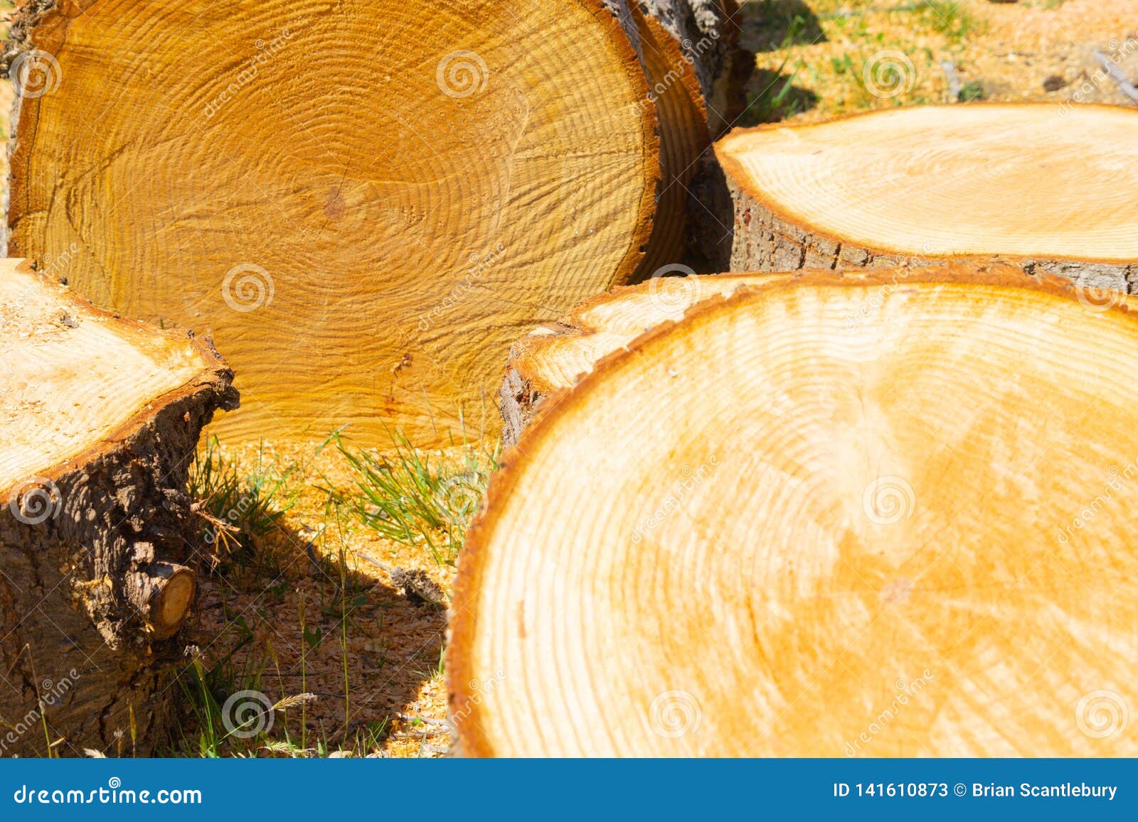 Sawn Tree Rounds Closeup of Circle Patterns of a Cut Tree Showing