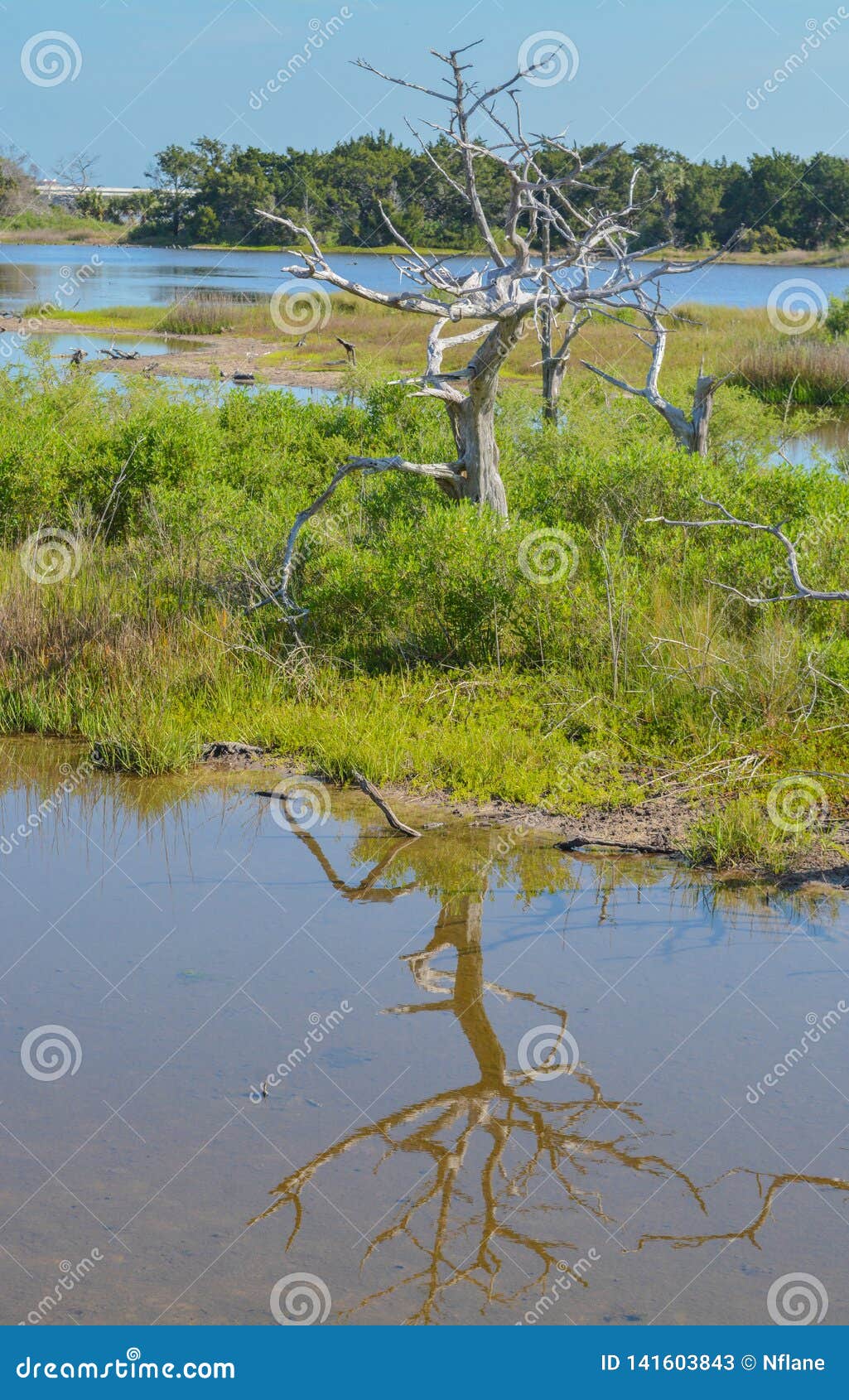 sawpit creek at big talbot state park, jacksonville, duval county, florida usa