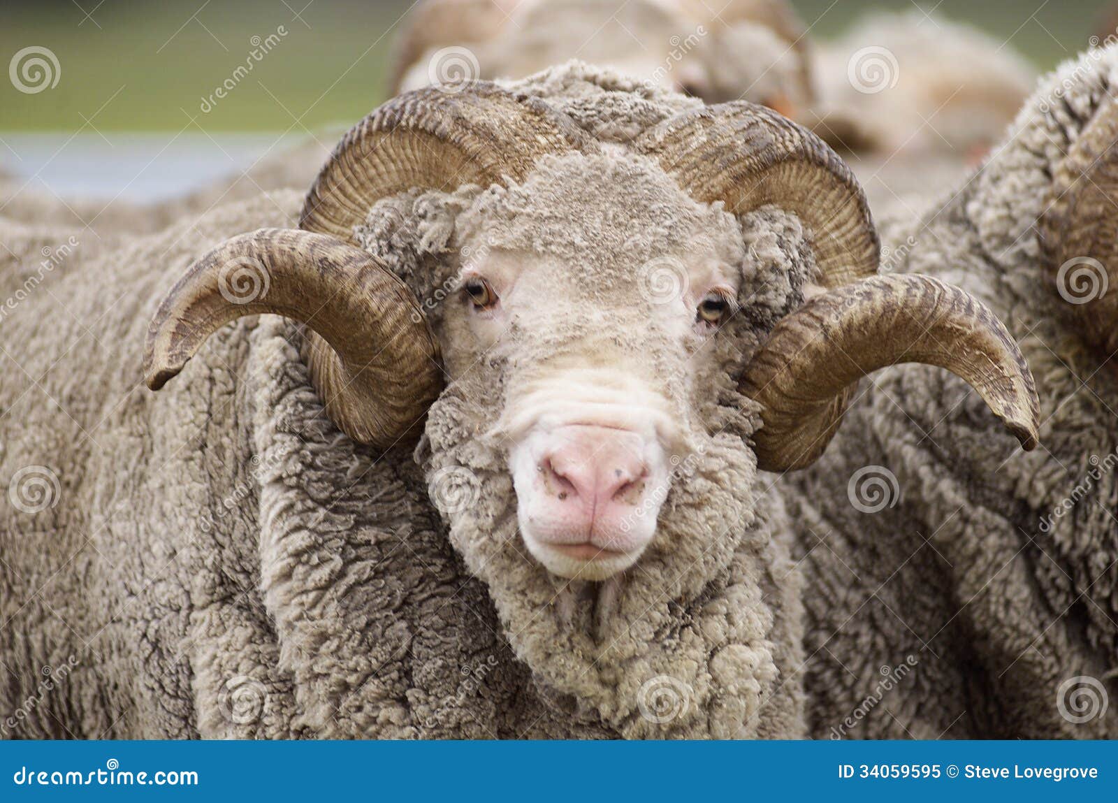 saxon merino ram