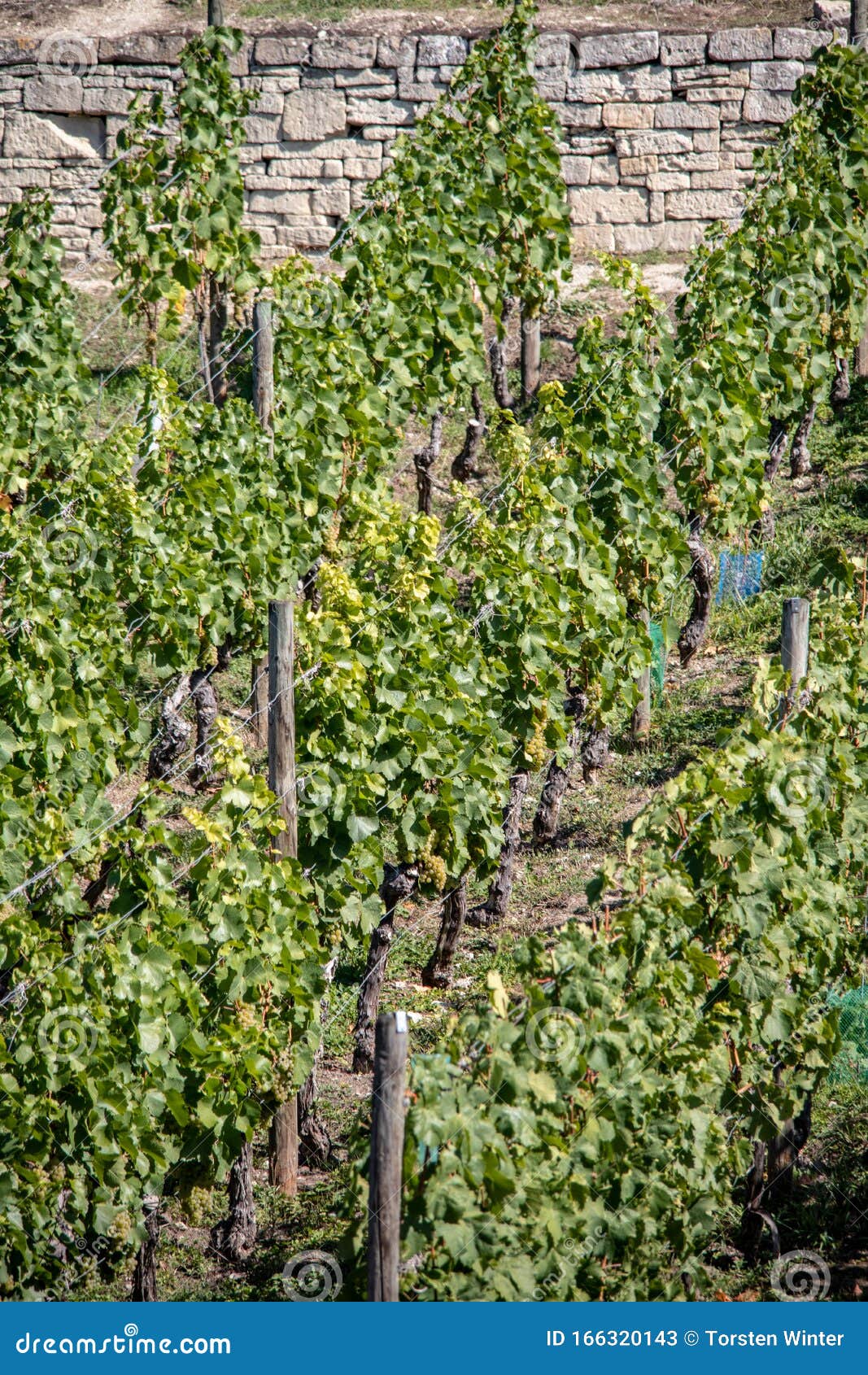 saxony anhalt, view of grapevines with ripe grapes in autumn in freyburg / unstrut