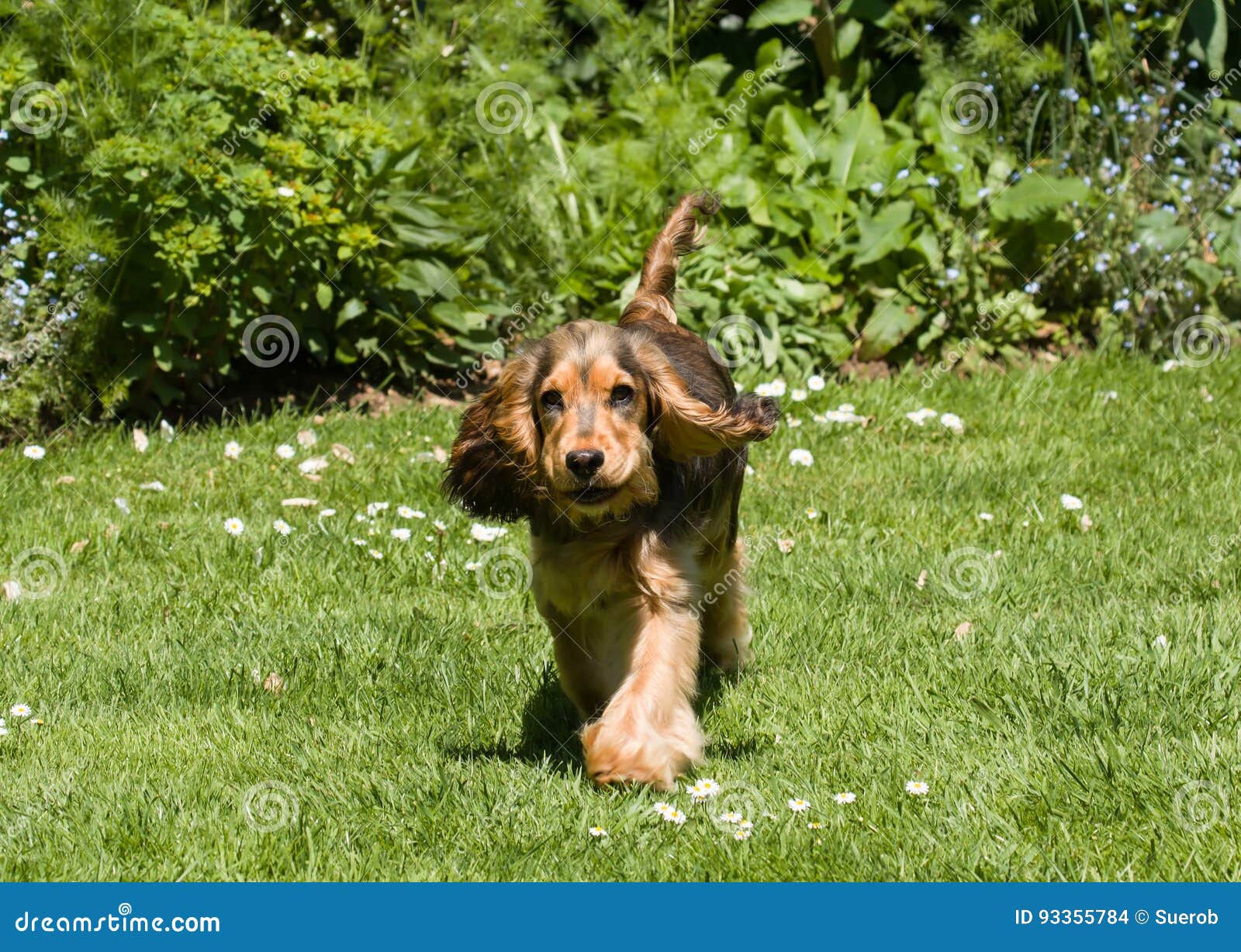 Sbattimento Delle Orecchie Del Cucciolo Di Cocker Spaniel Di Inglese Fotografia Stock Immagine Di Spaniel Cocker