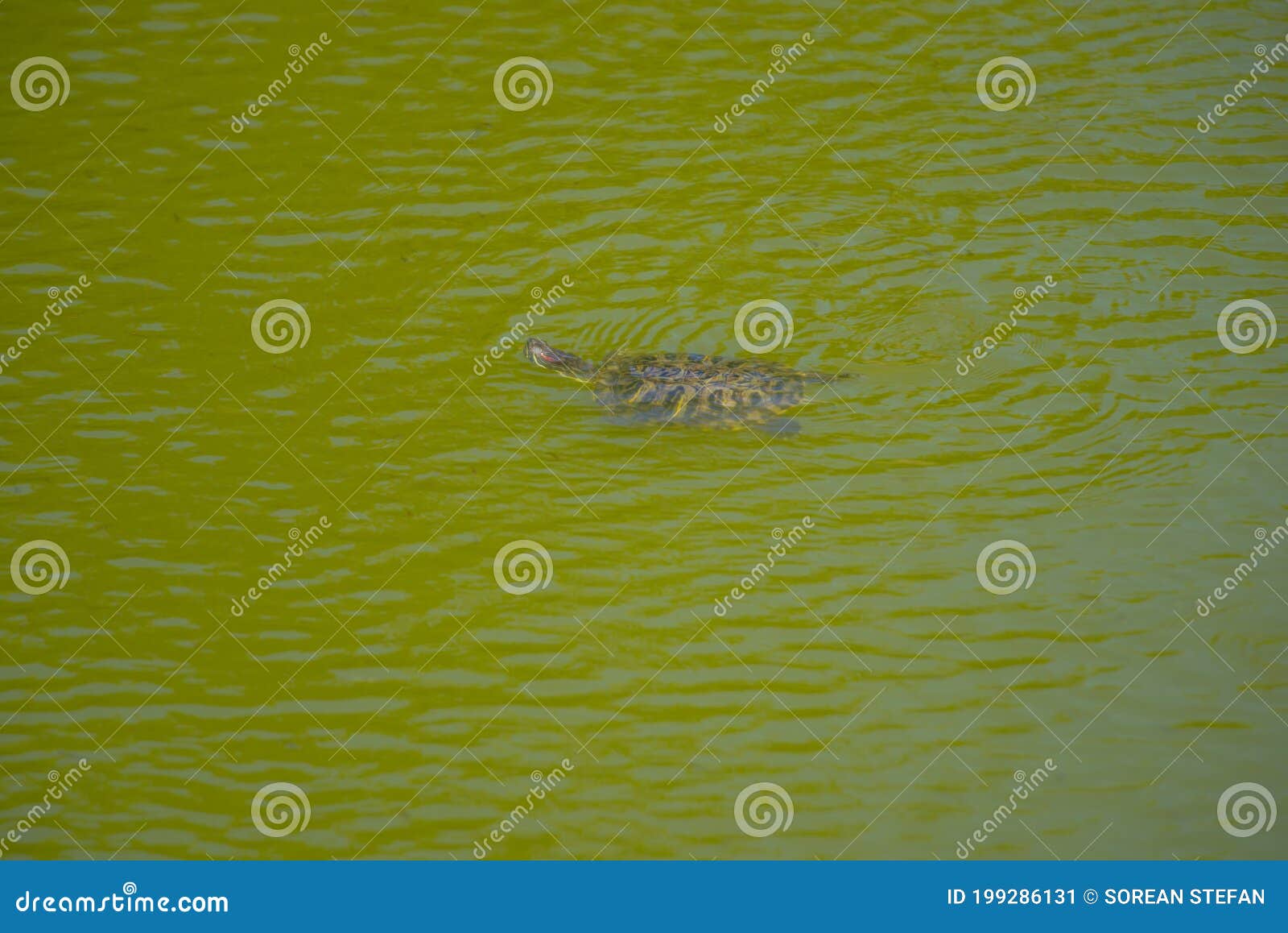 turtle in the lake in  kassandra  in the summer