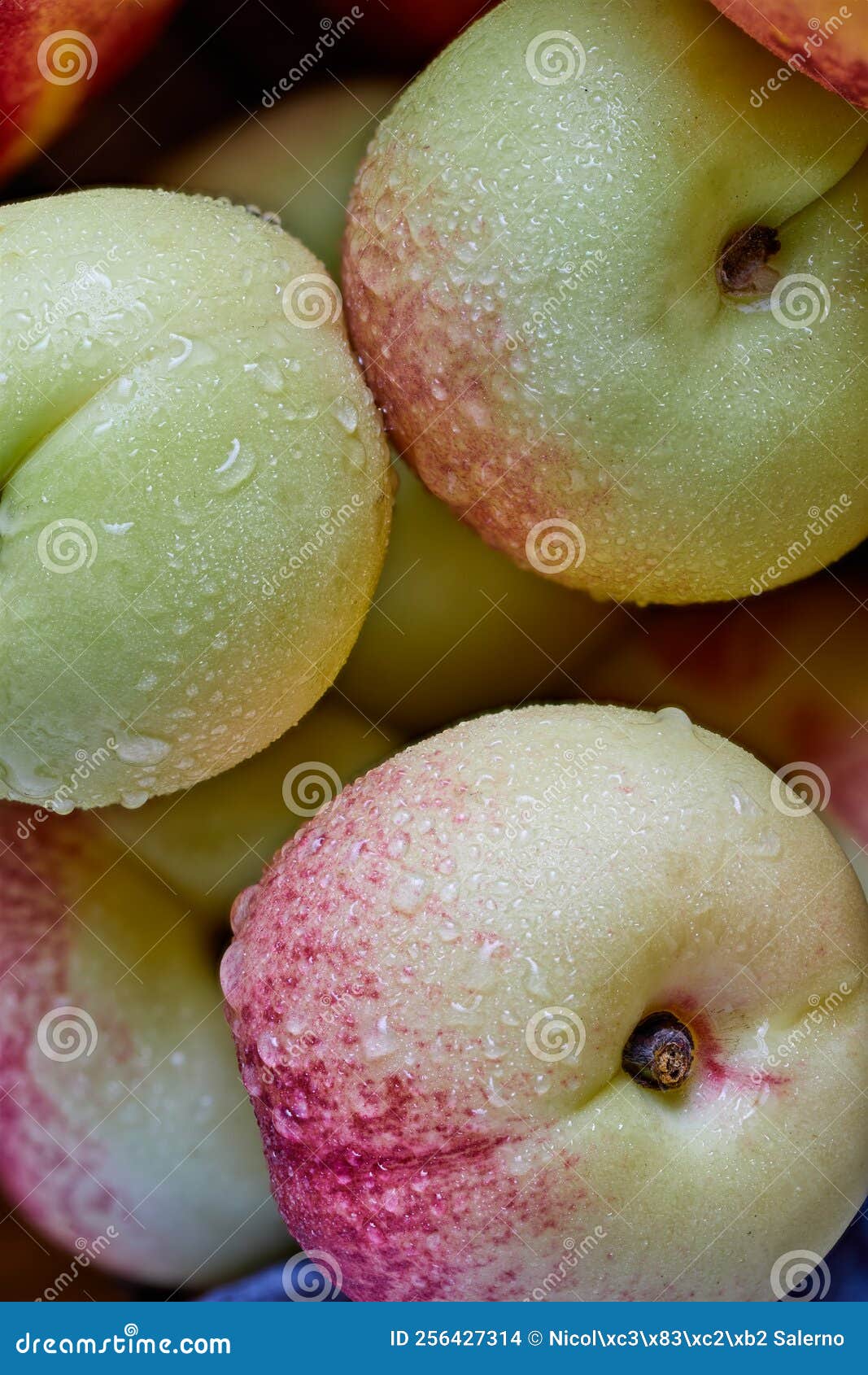 Sbergie peaches nectarines stock photo. Image of agriculture 256427314
