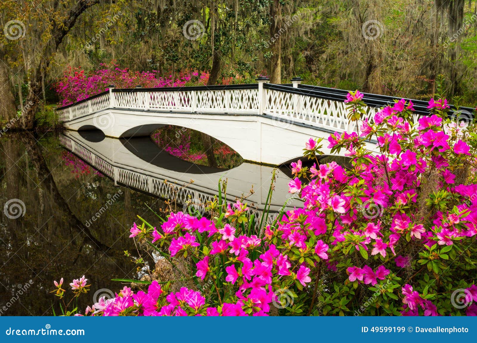 SC Floreciente De Charleston South Carolina Spring Flowers Imagen de archivo Imagen de