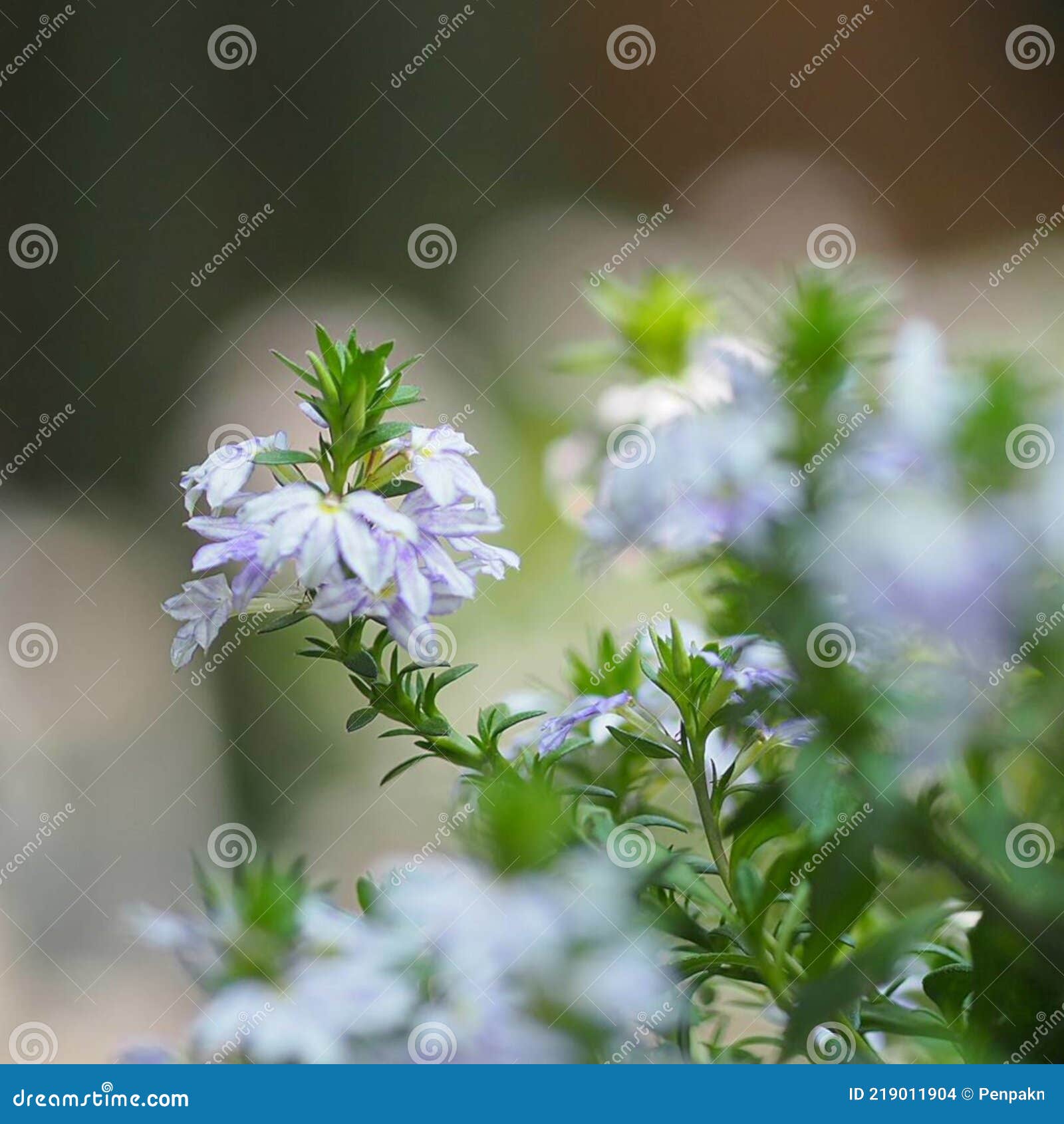 scaevola aemula, blue fairy fan flower blooming in garden on blurred of nature background, family goodeniaceae plant