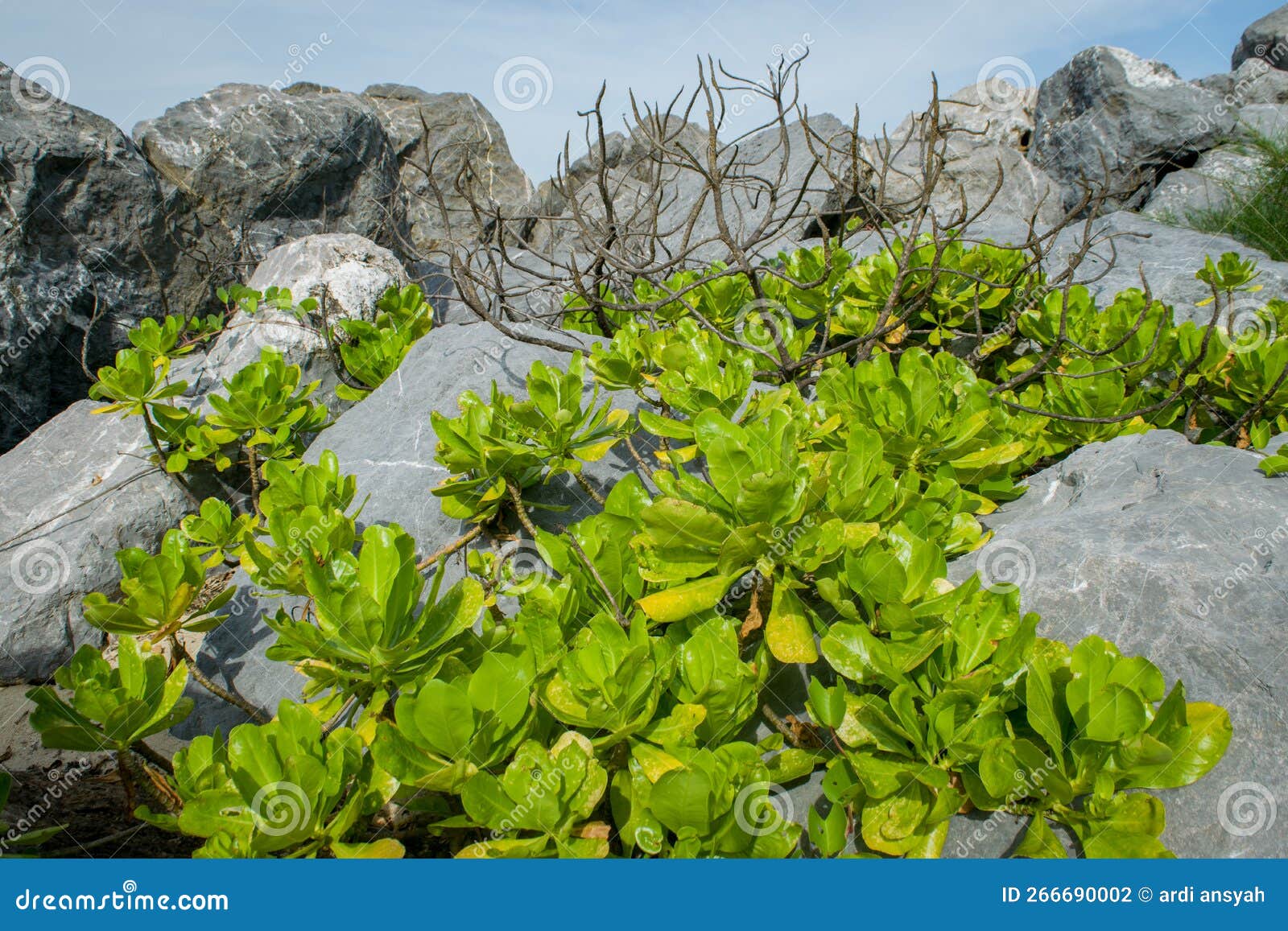 Beach Cabbage, Sea Lettuce Or Scaevola Taccada Stock Image