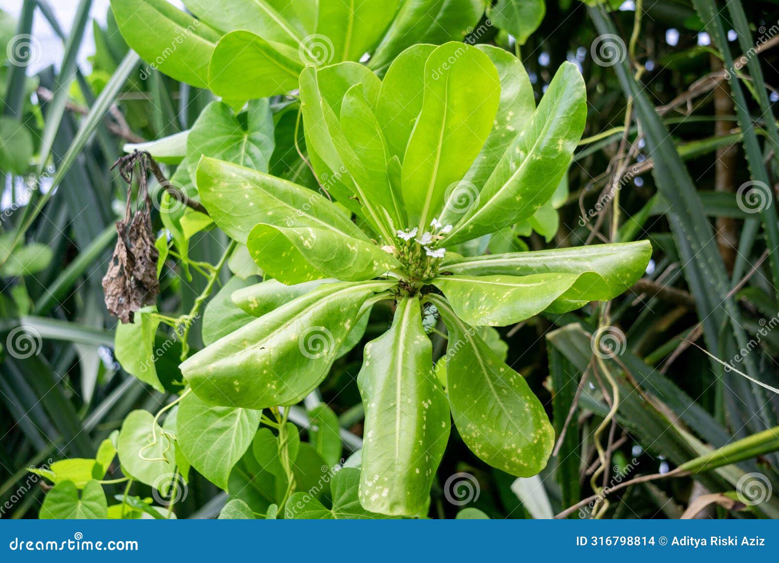 scaevola taccada (gagabusan, kayu gabus, bunga separuh, beach cabbage, sea lettuce, or beach naupaka)