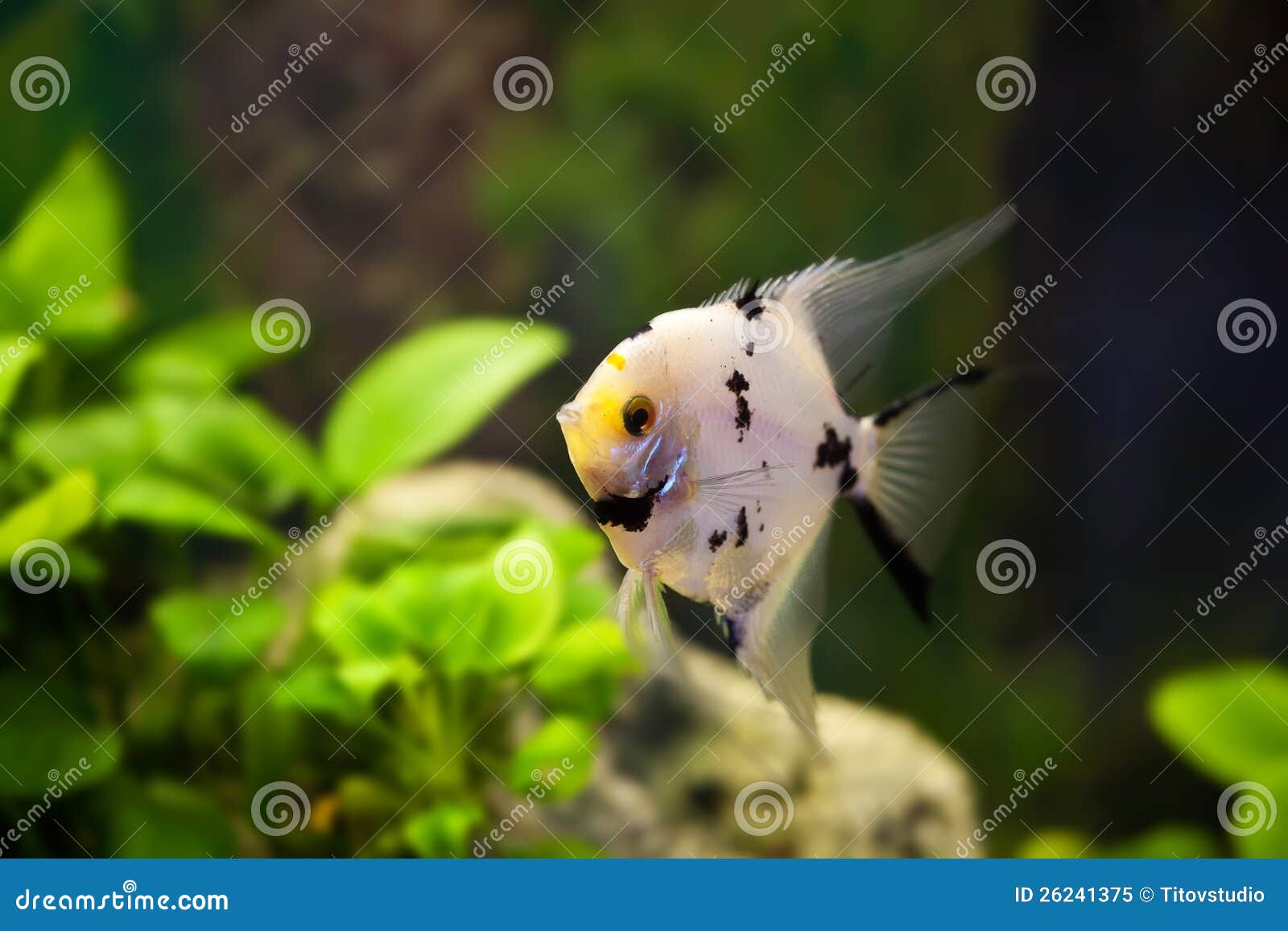 Scalar Aquarium Fish in the Green Algae Stock Image Image of aqua