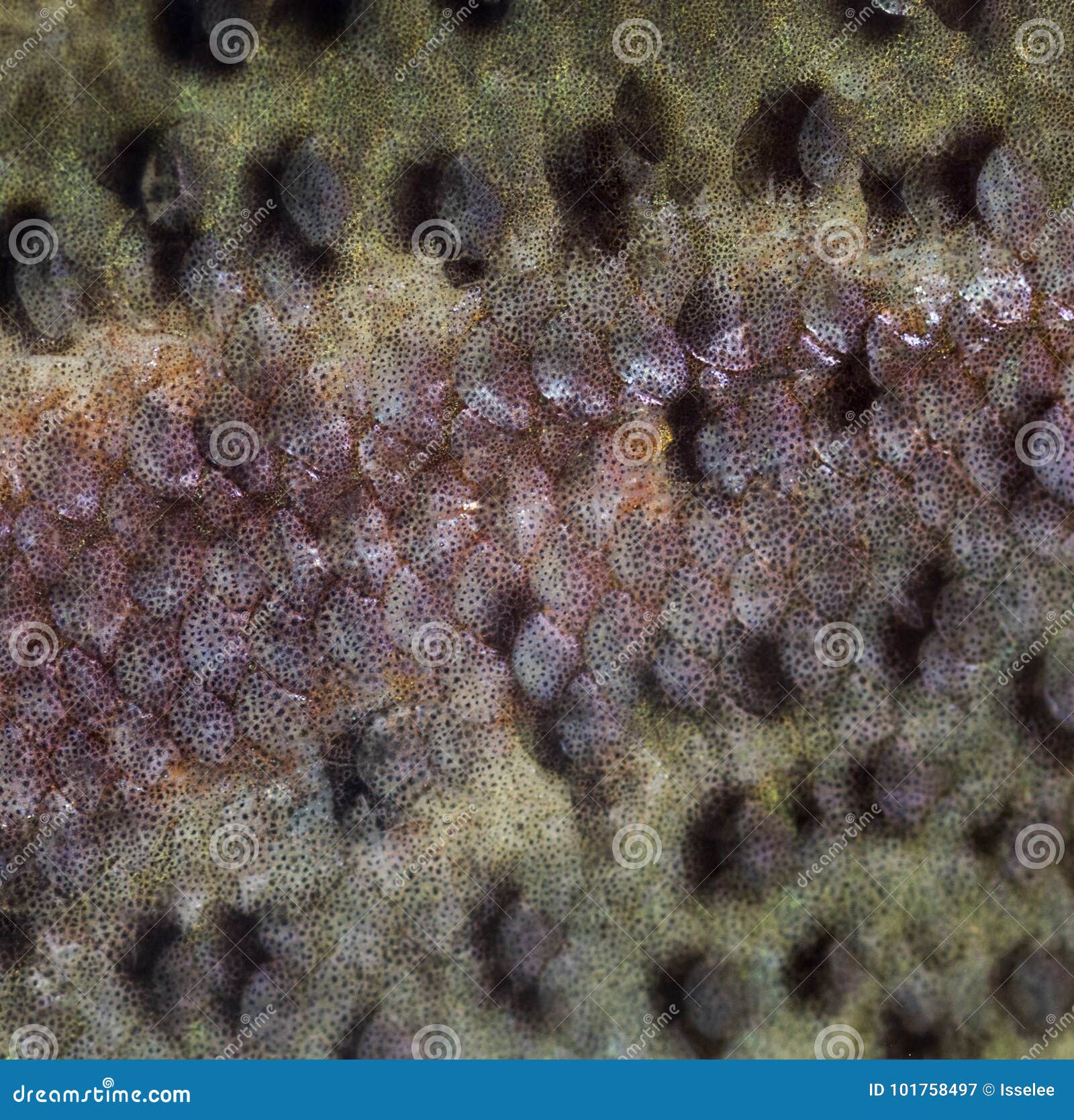 Closeup of Rainbow Trout Scales Stock Image Image of people, scale