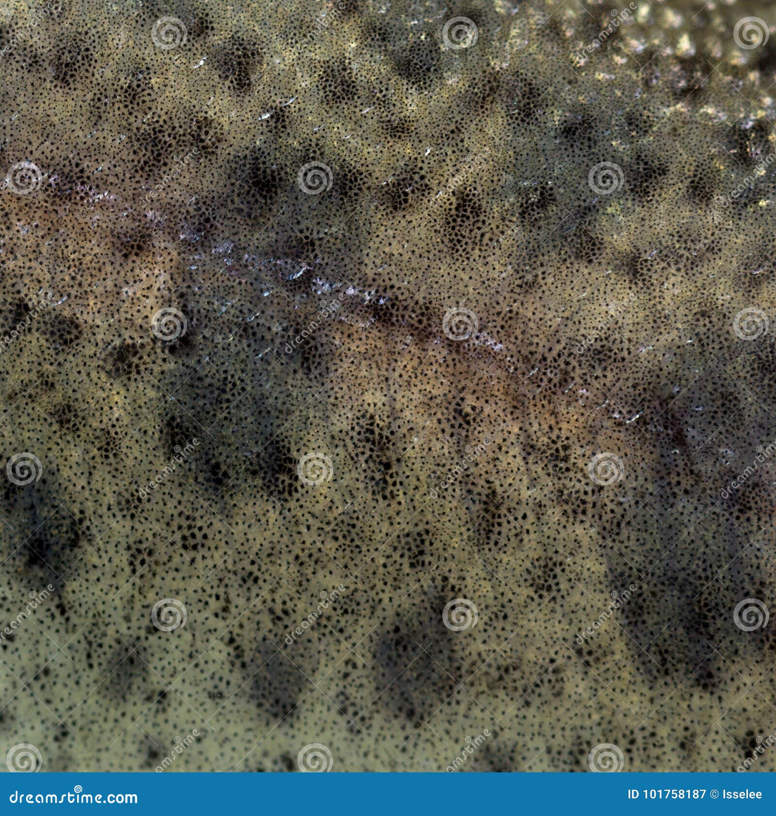 Closeup of Skin of Rainbow Trout Stock Image Image of closeup