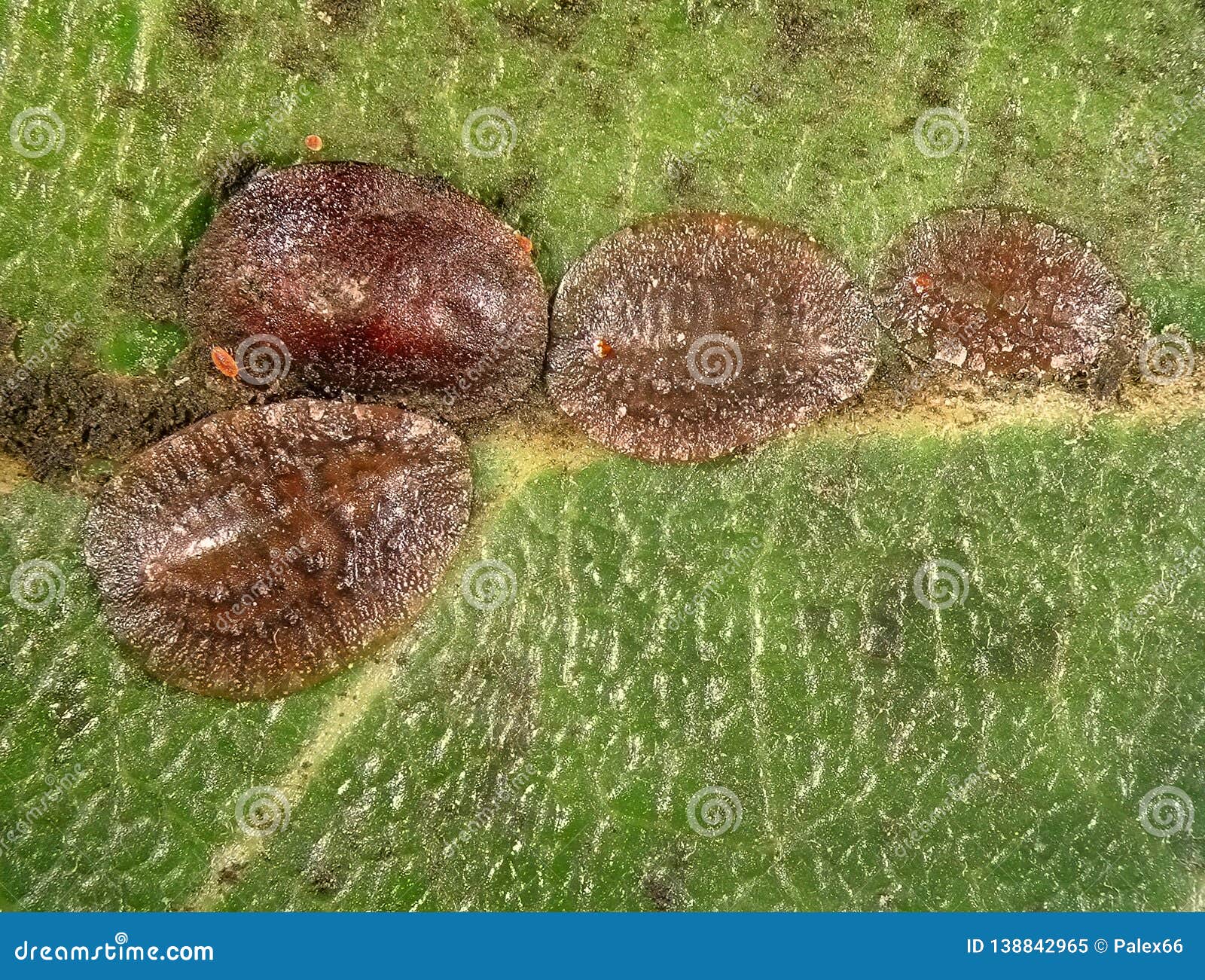 scale insect