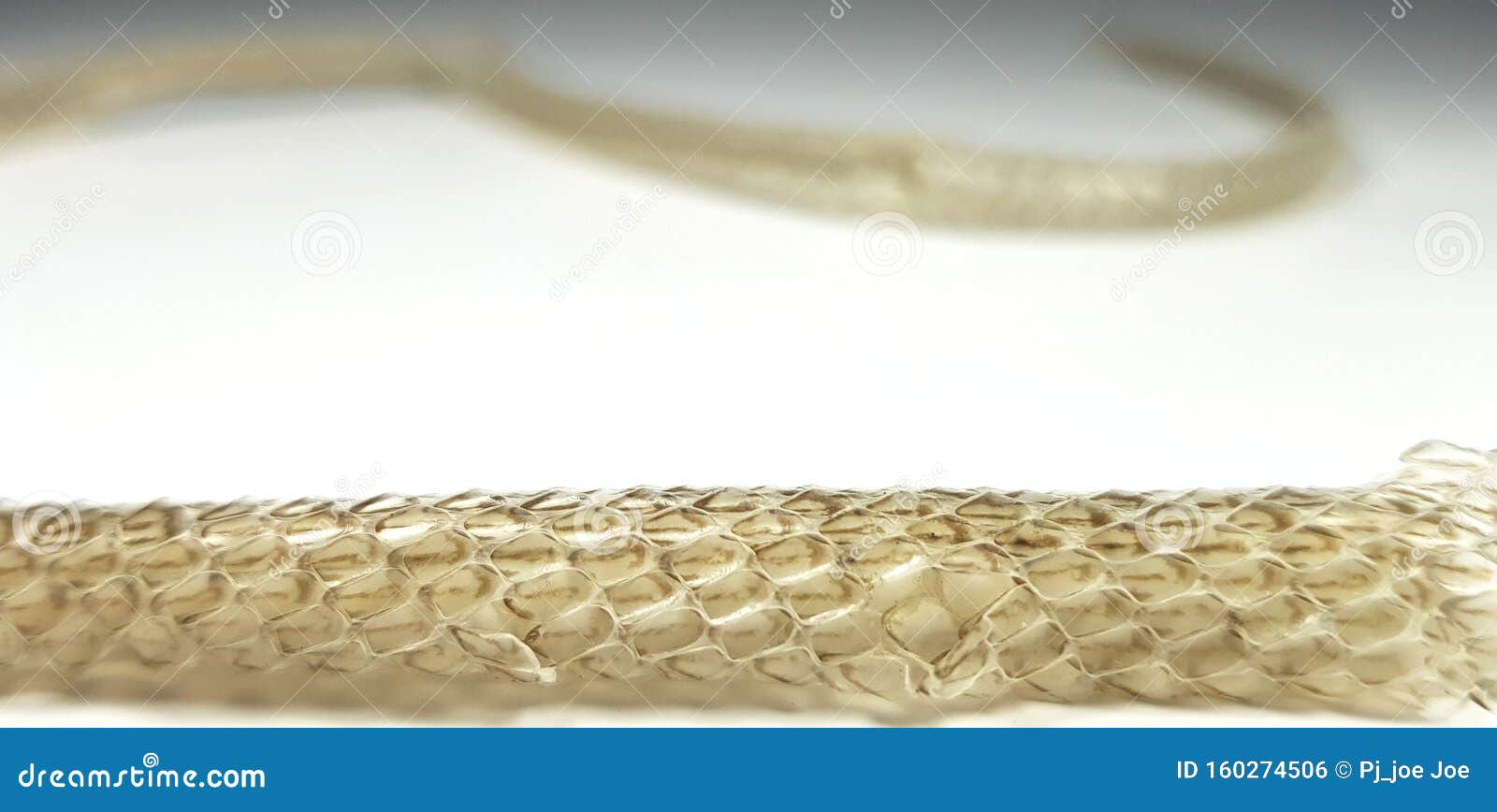 scaled skin of snake on white background, macro photo. reptile scale pattern. shedded dry snake skin closeup. molting snake.