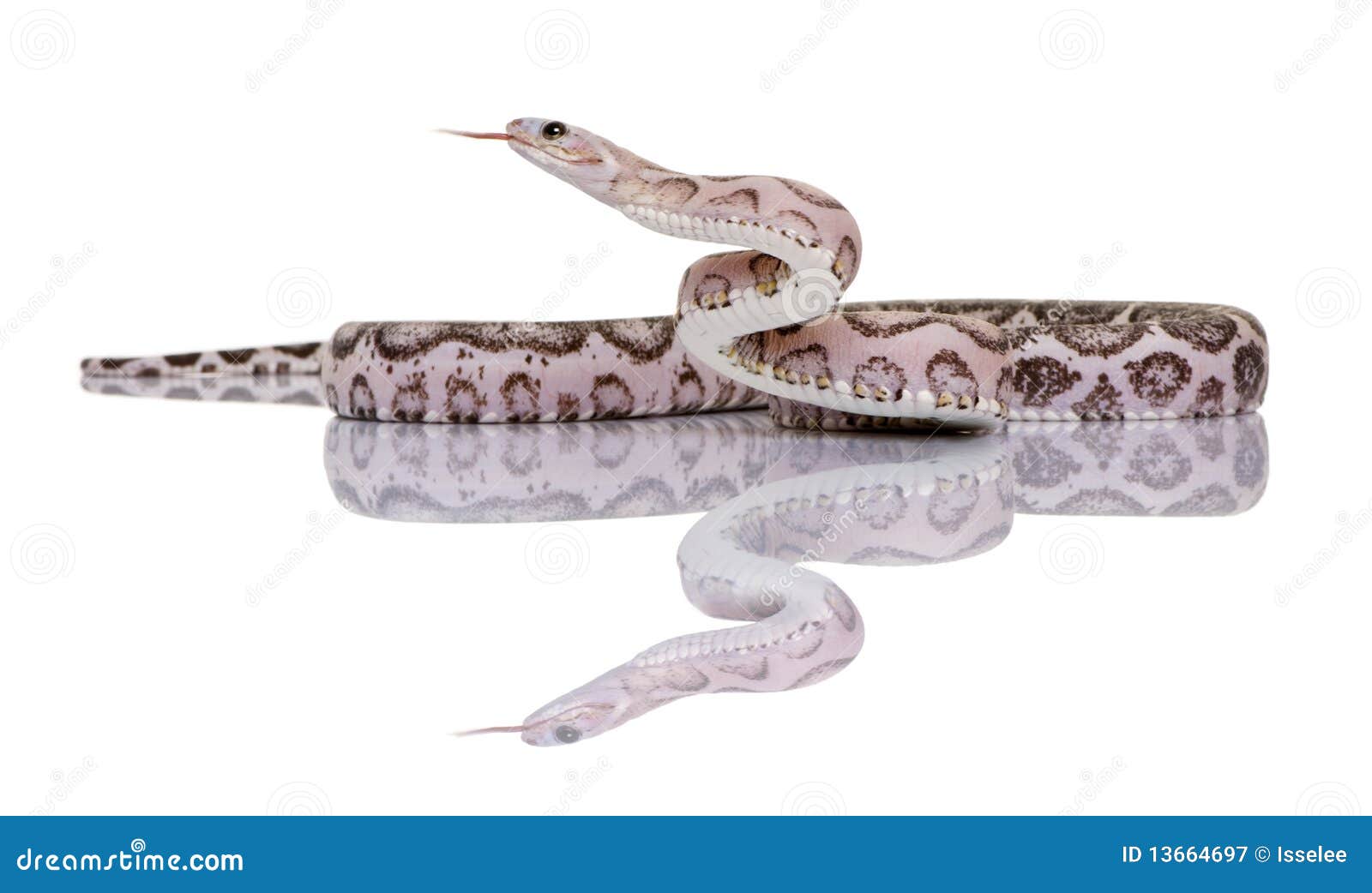 scaleless corn snake or red rat snake