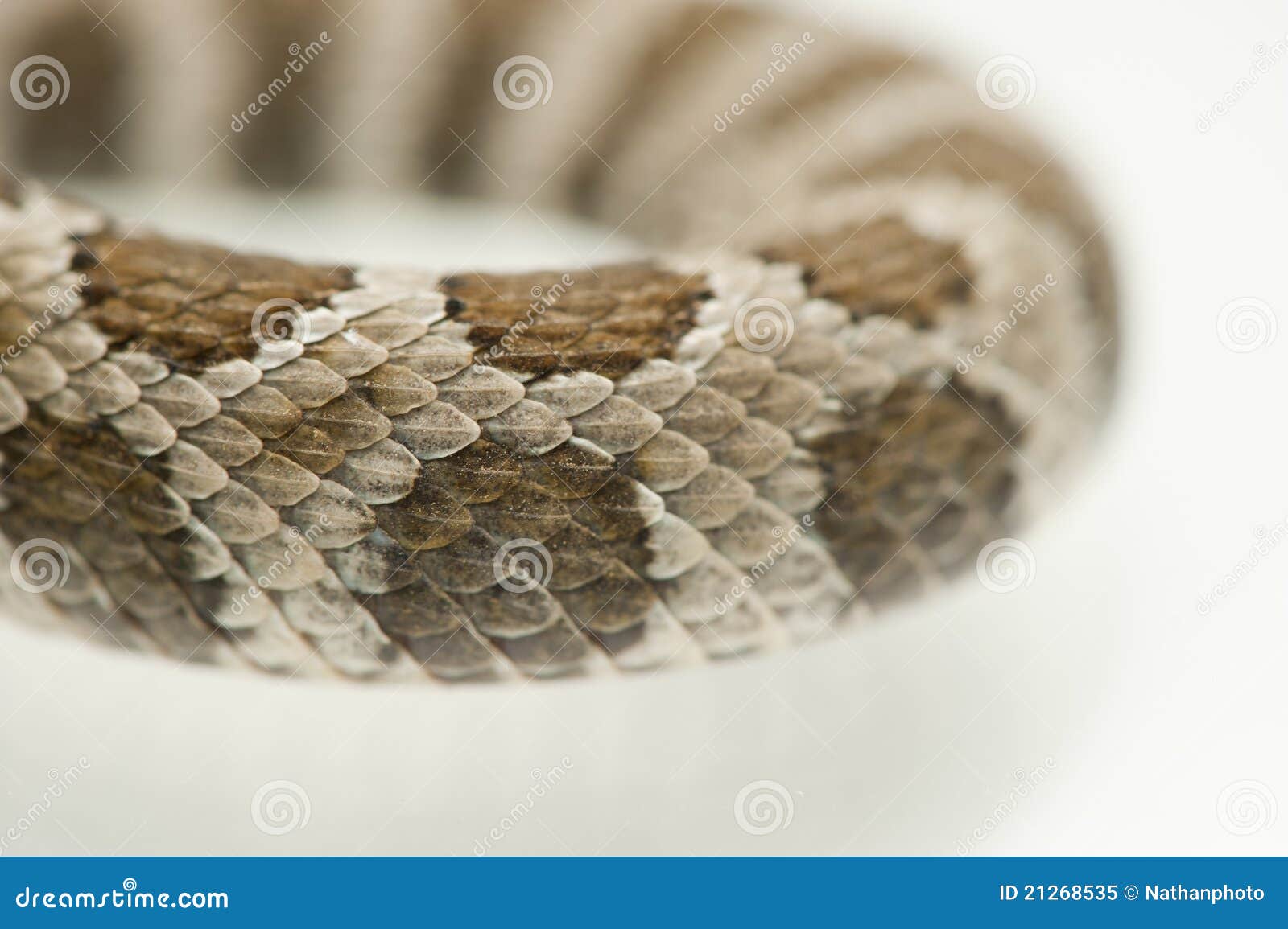 Scales of a rattlesnake stock image. Image of pacific 21268535