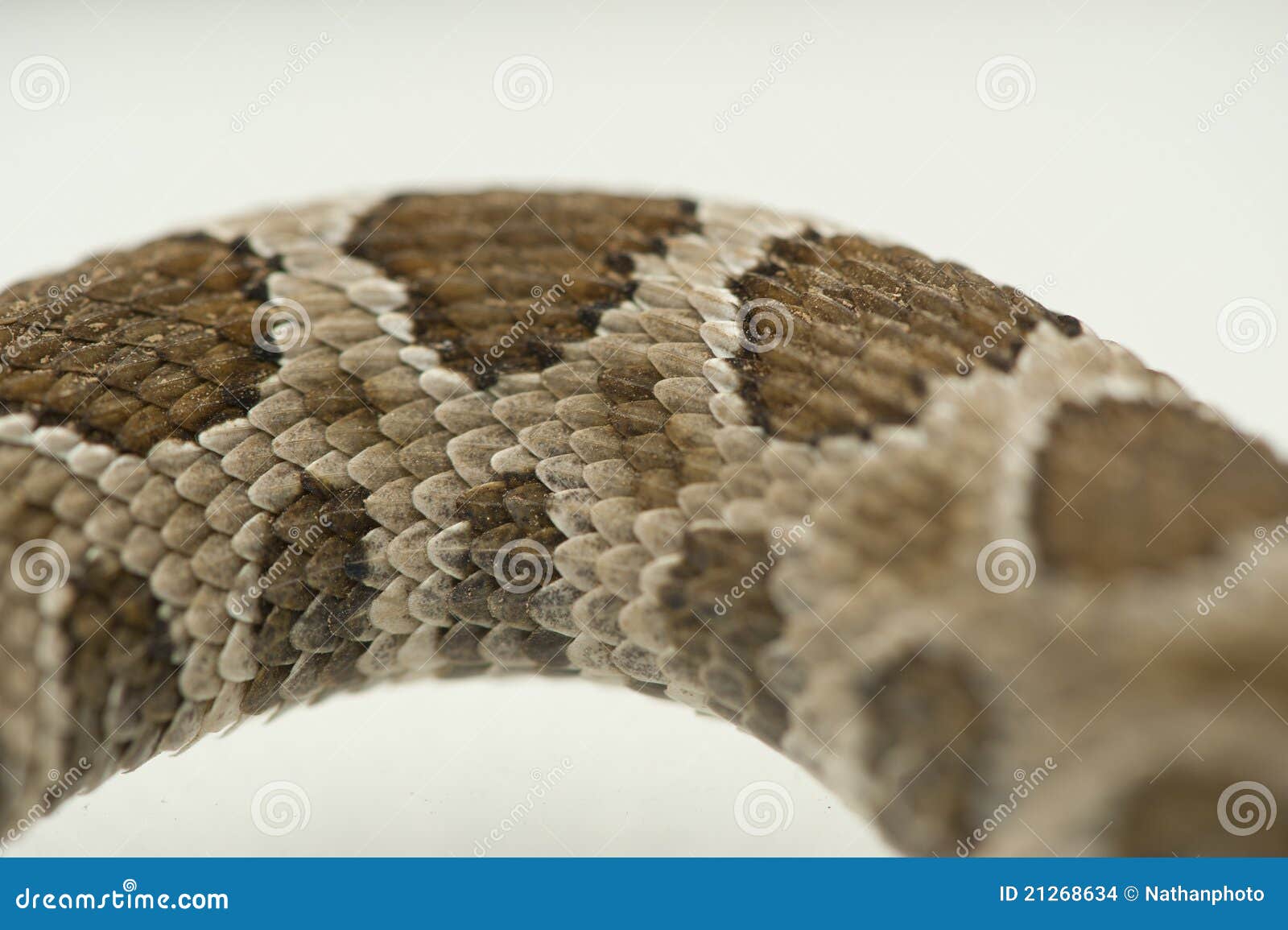 Scales of a rattlesnake stock photo. Image of serpent 21268634