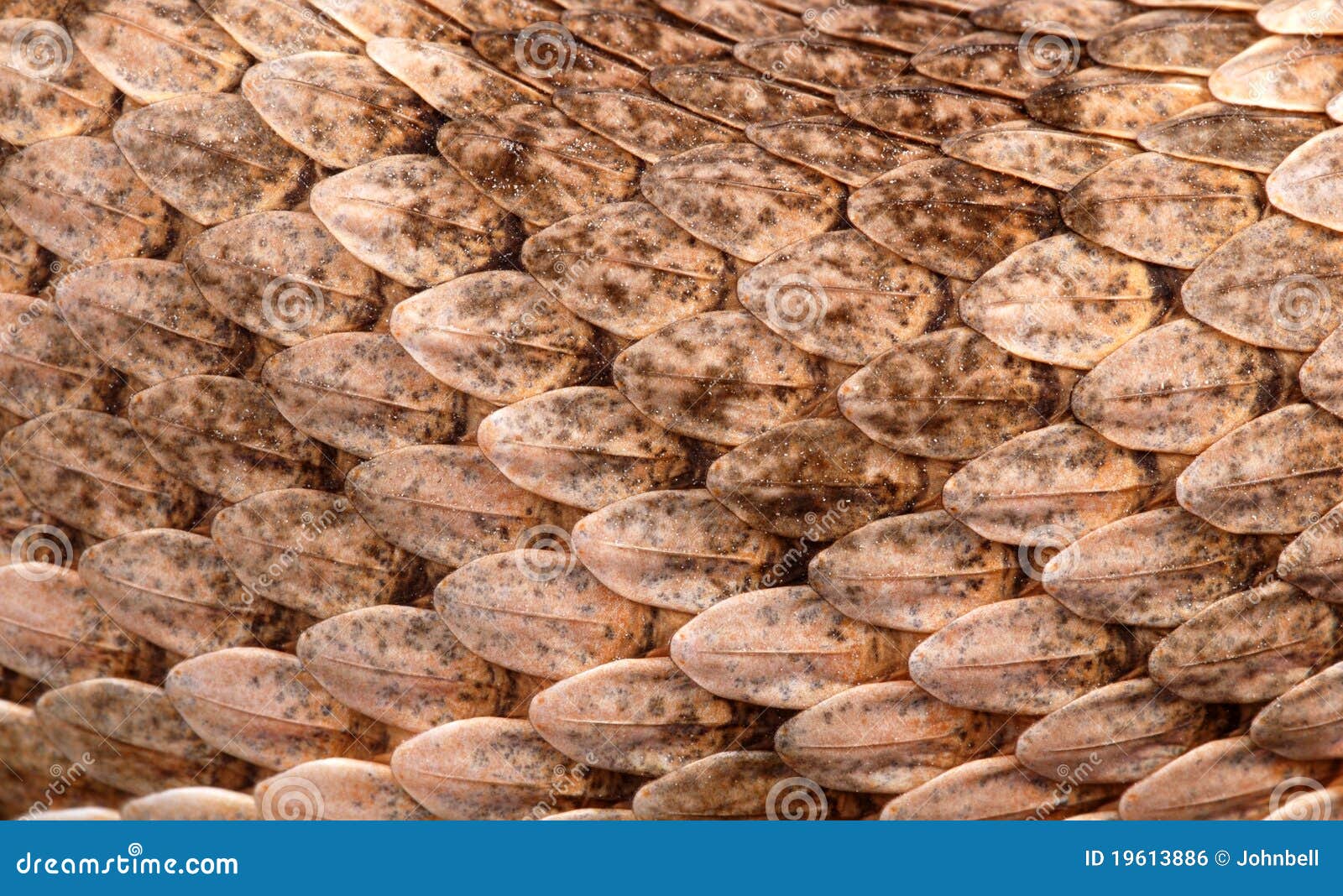Scales Of A Western Diamondback Rattlesnake. Royalty Free Stock Image