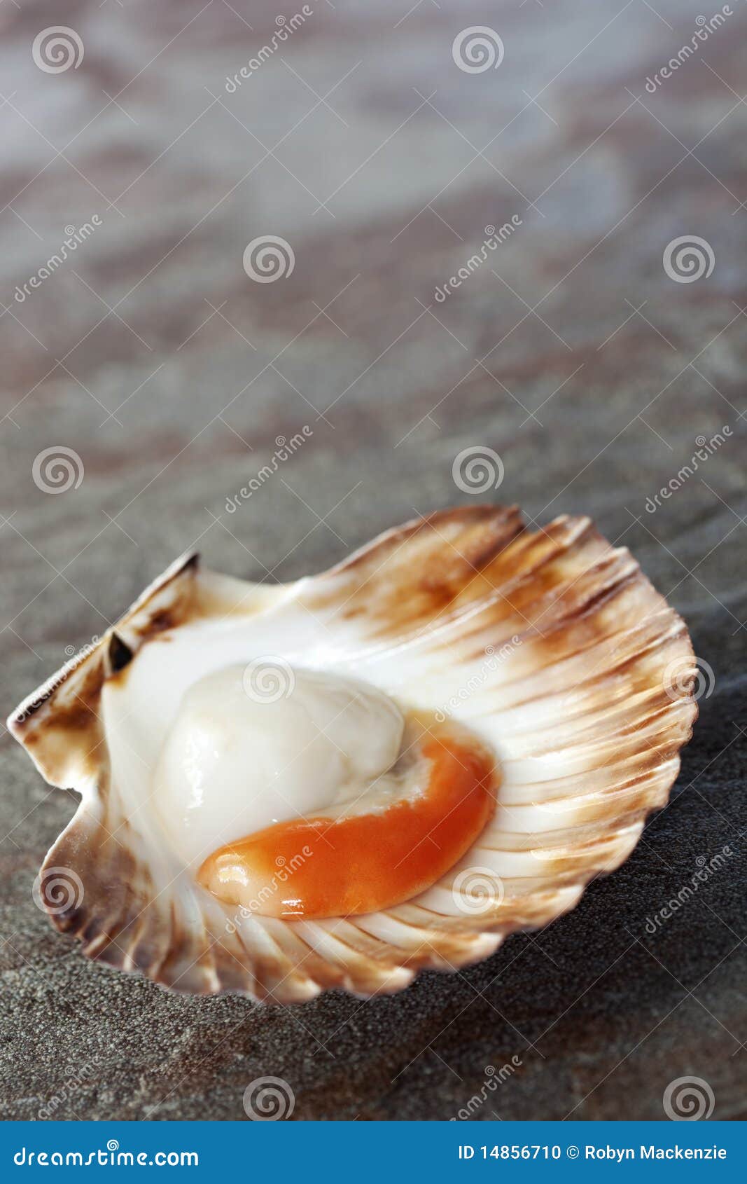 Scallop stock photo. Image of stone, uncooked, focus 14856710