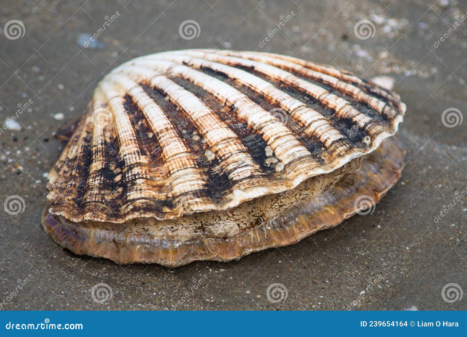 Scallop Alive on a Sandy Beach Stock Photo Image of left, tide 239654164