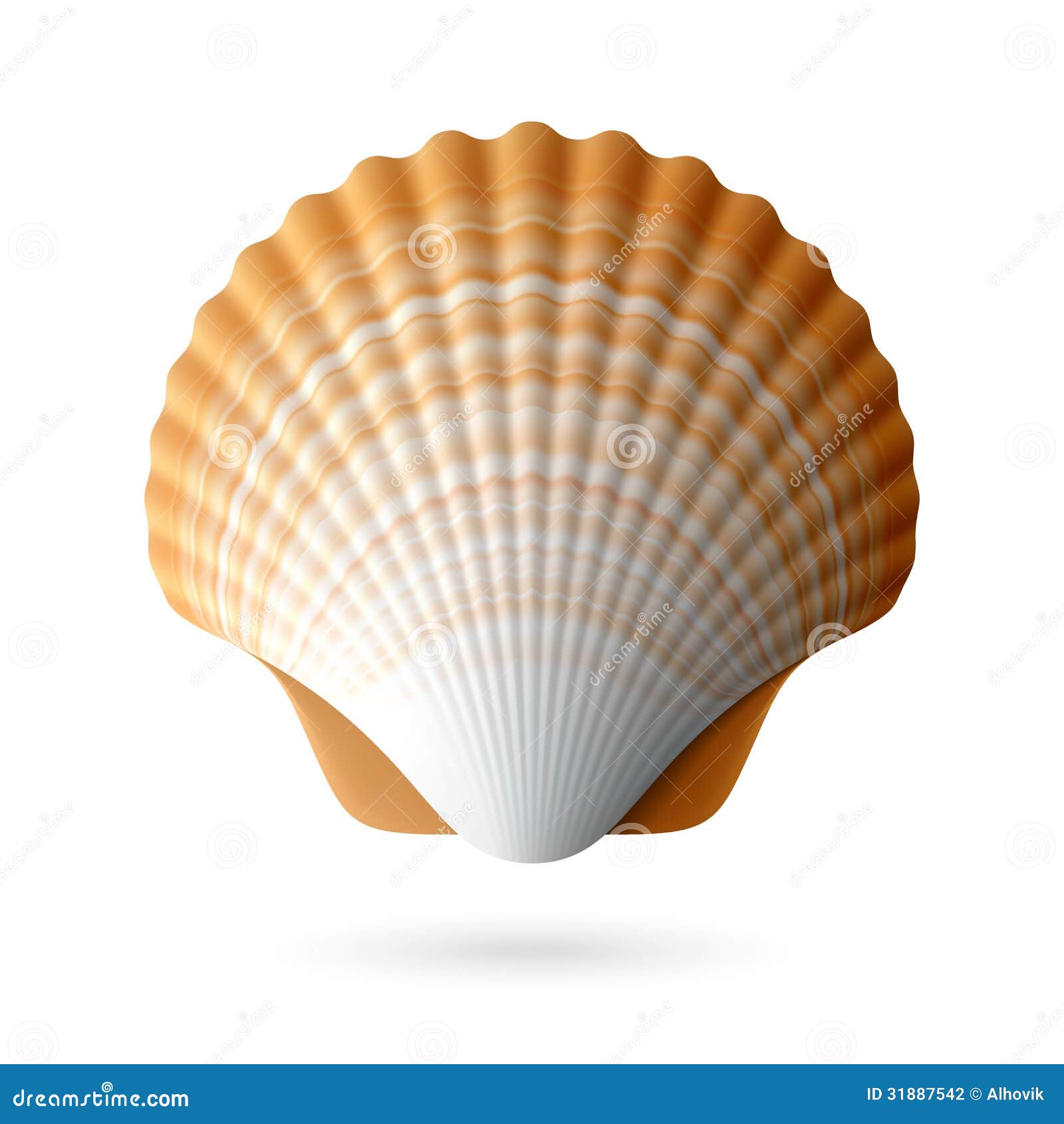 scallop seashell