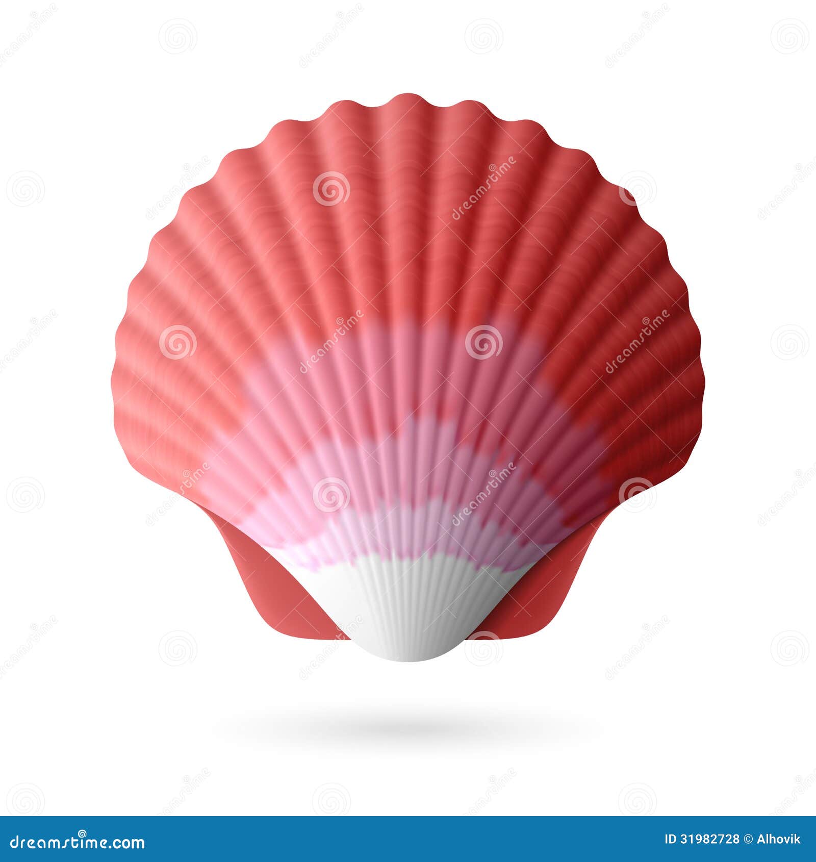 scallop seashell