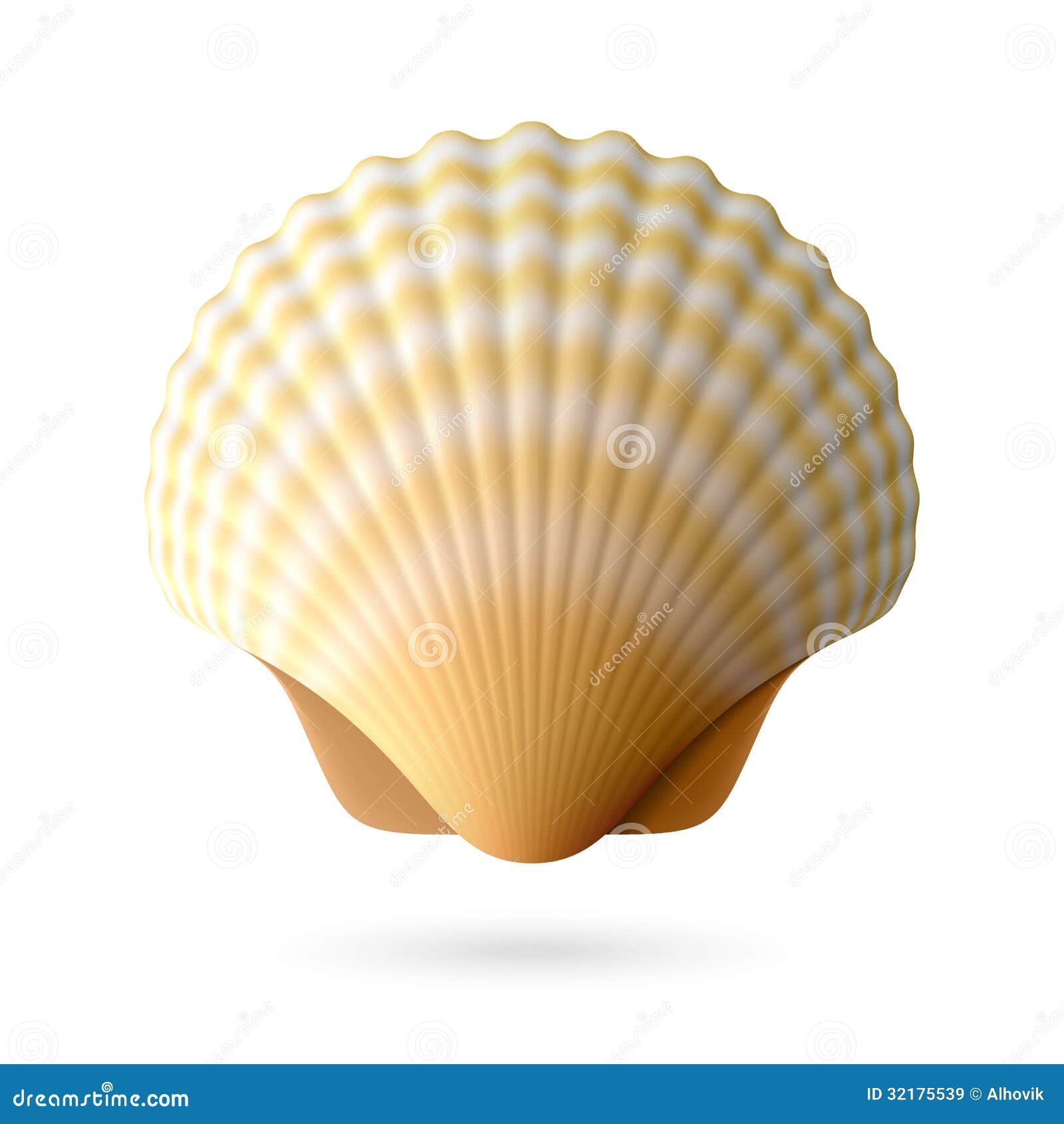 Scallop seashell stock vector. Illustration of shellfish - 32175539