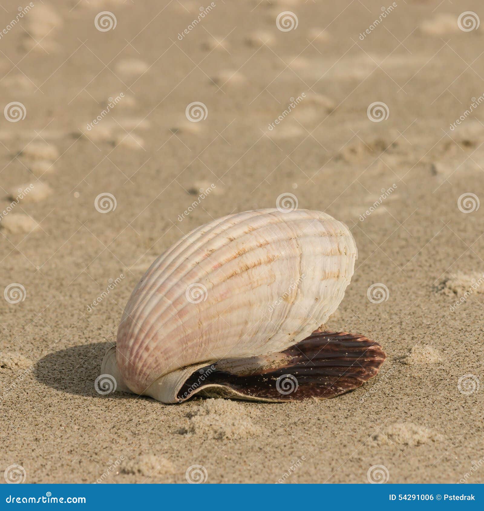 Scallop Seashell Lying on Sandy Beach Stock Photo Image of waves