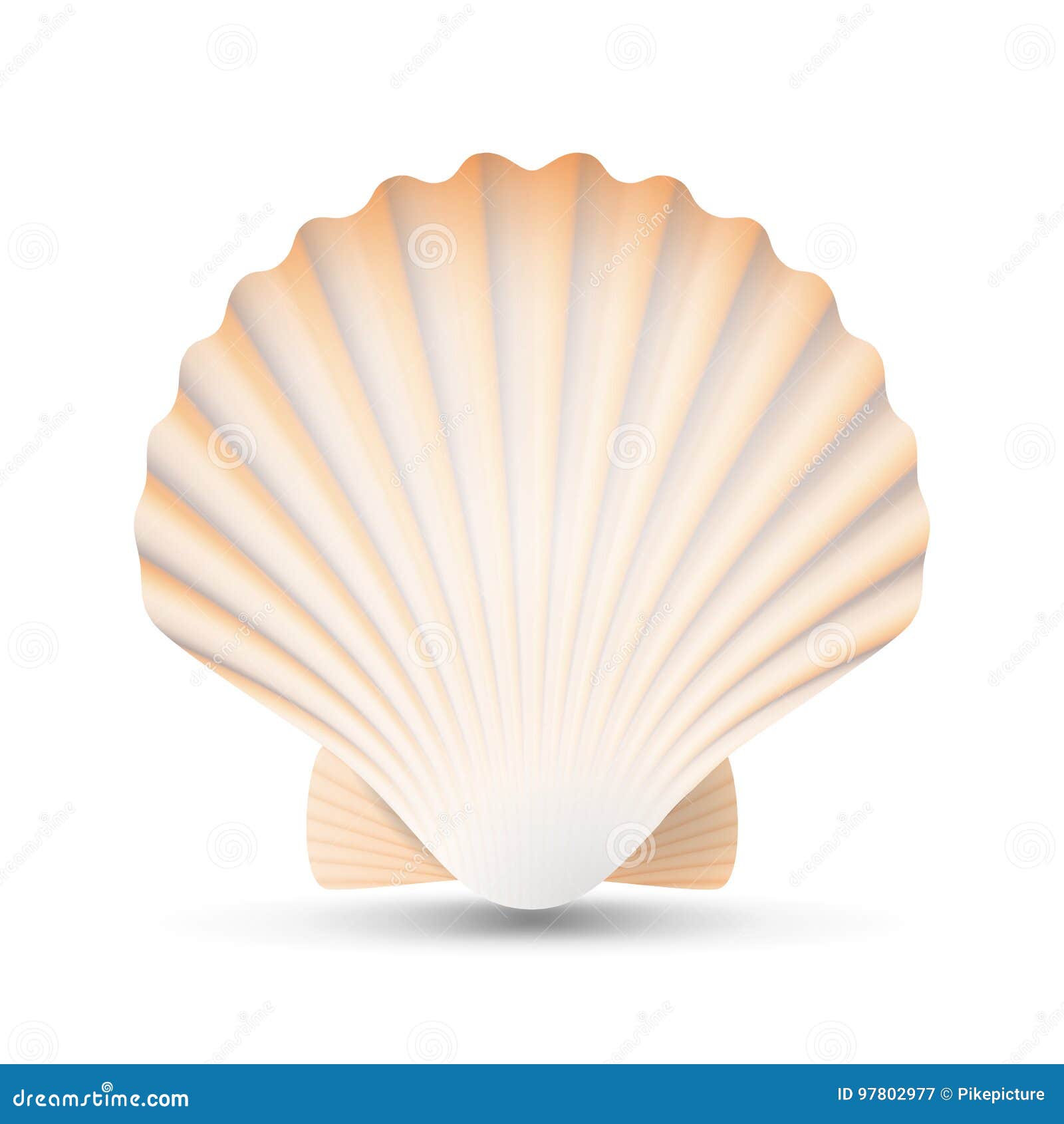 Scallop Shell Stock Illustrations – 17,987 Scallop Shell Stock
