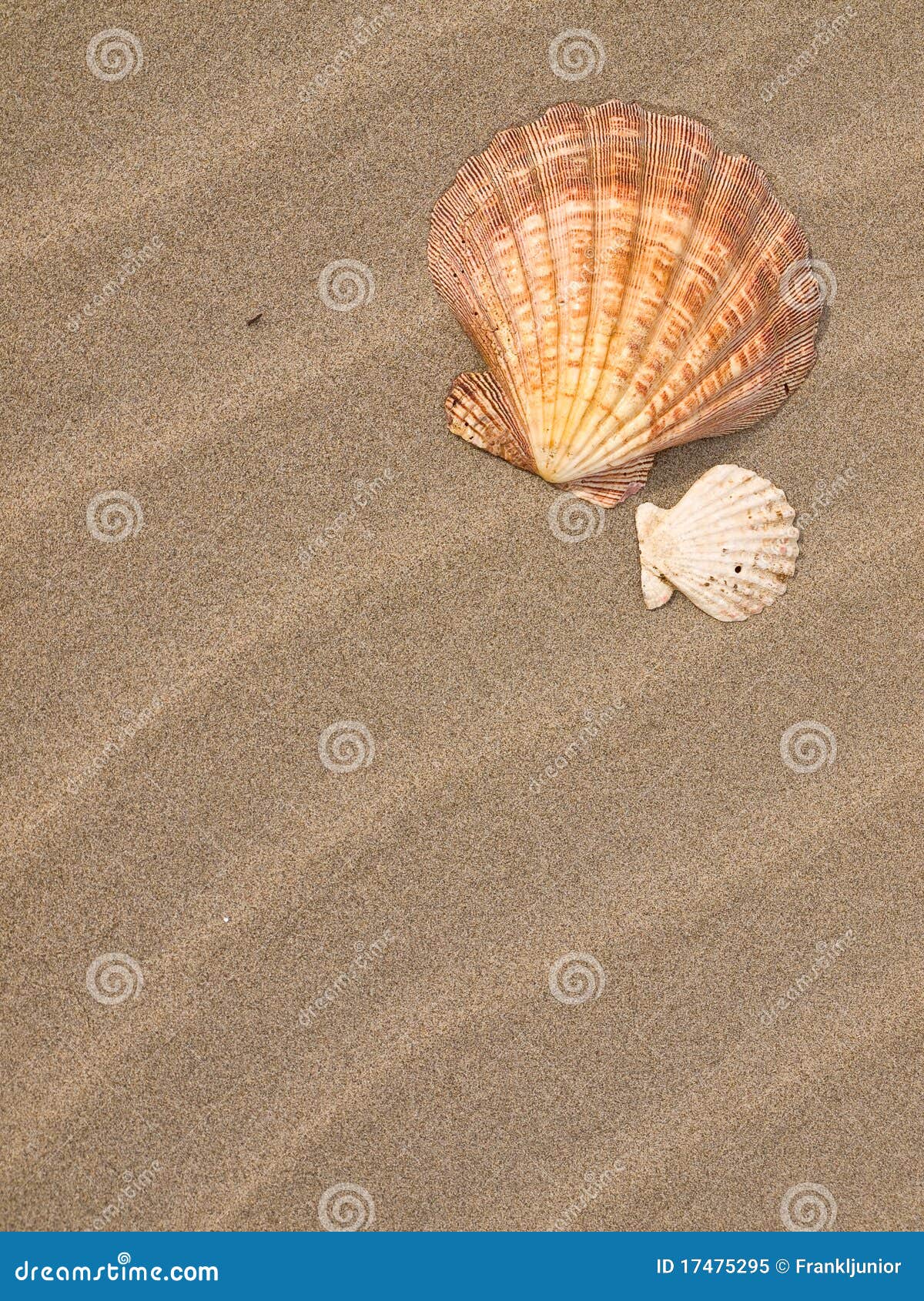 Scallop Shell on a Sandy Beach Stock Image Image of ocean, relaxation