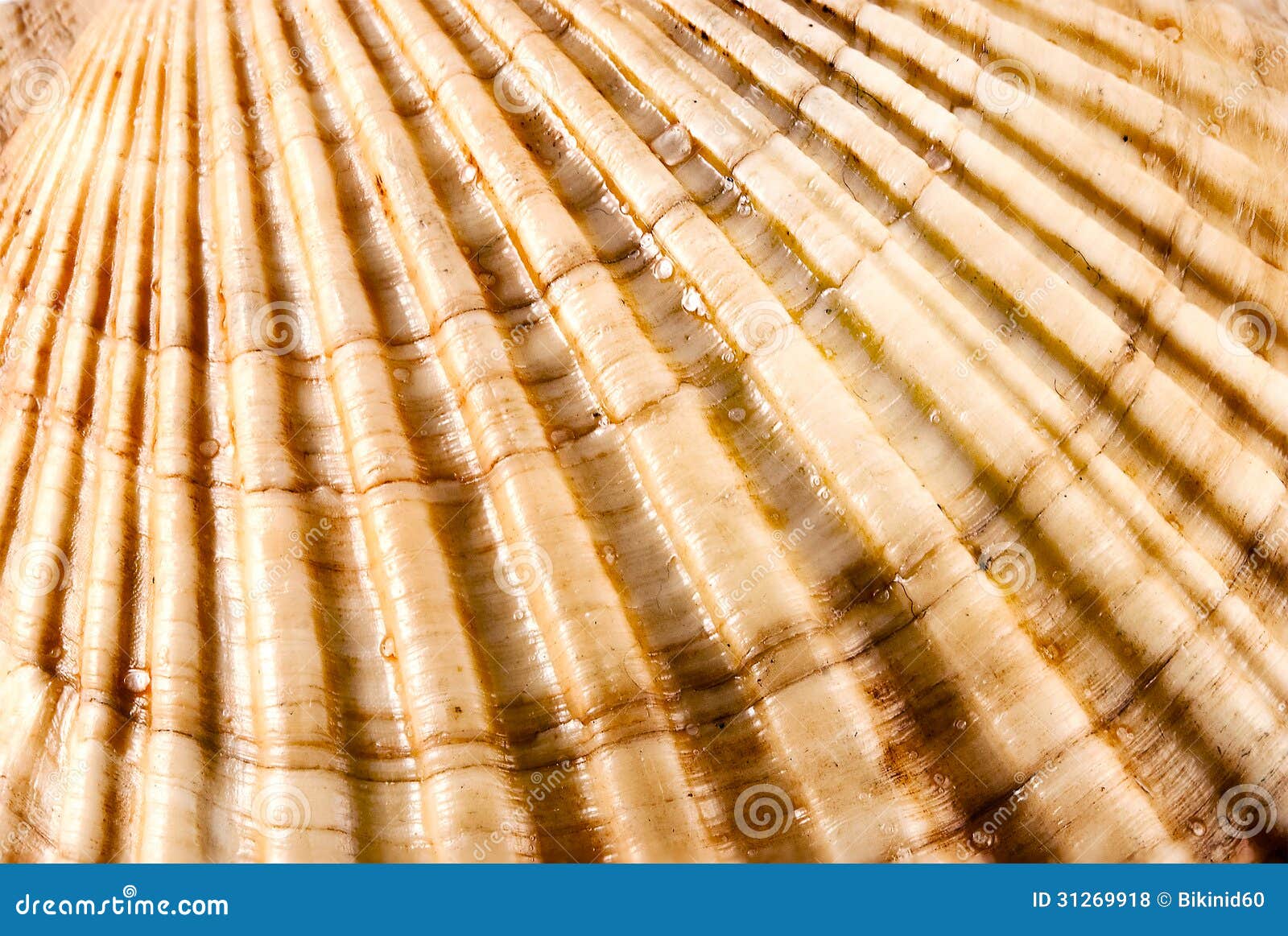 Scallop texture. stock photo. Image of seashell, shellfish 31269918