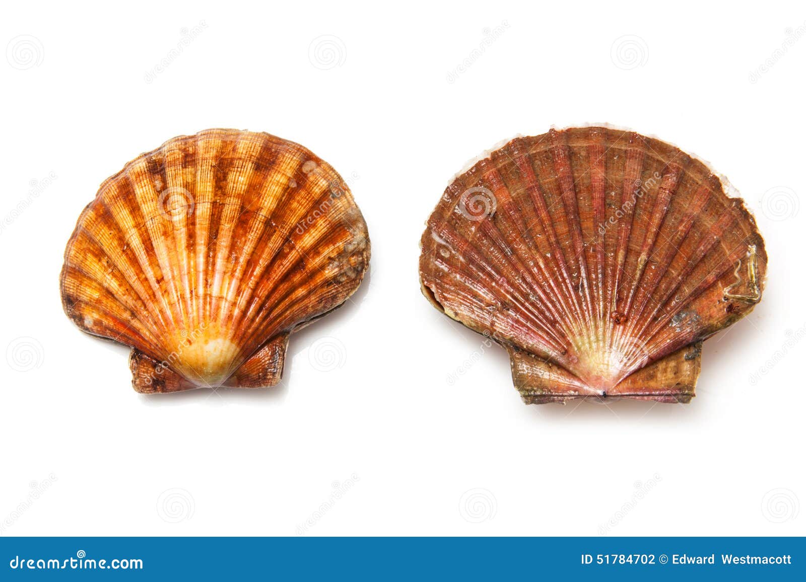 Scallops stock photo. Image of background, clams, diet 51784702