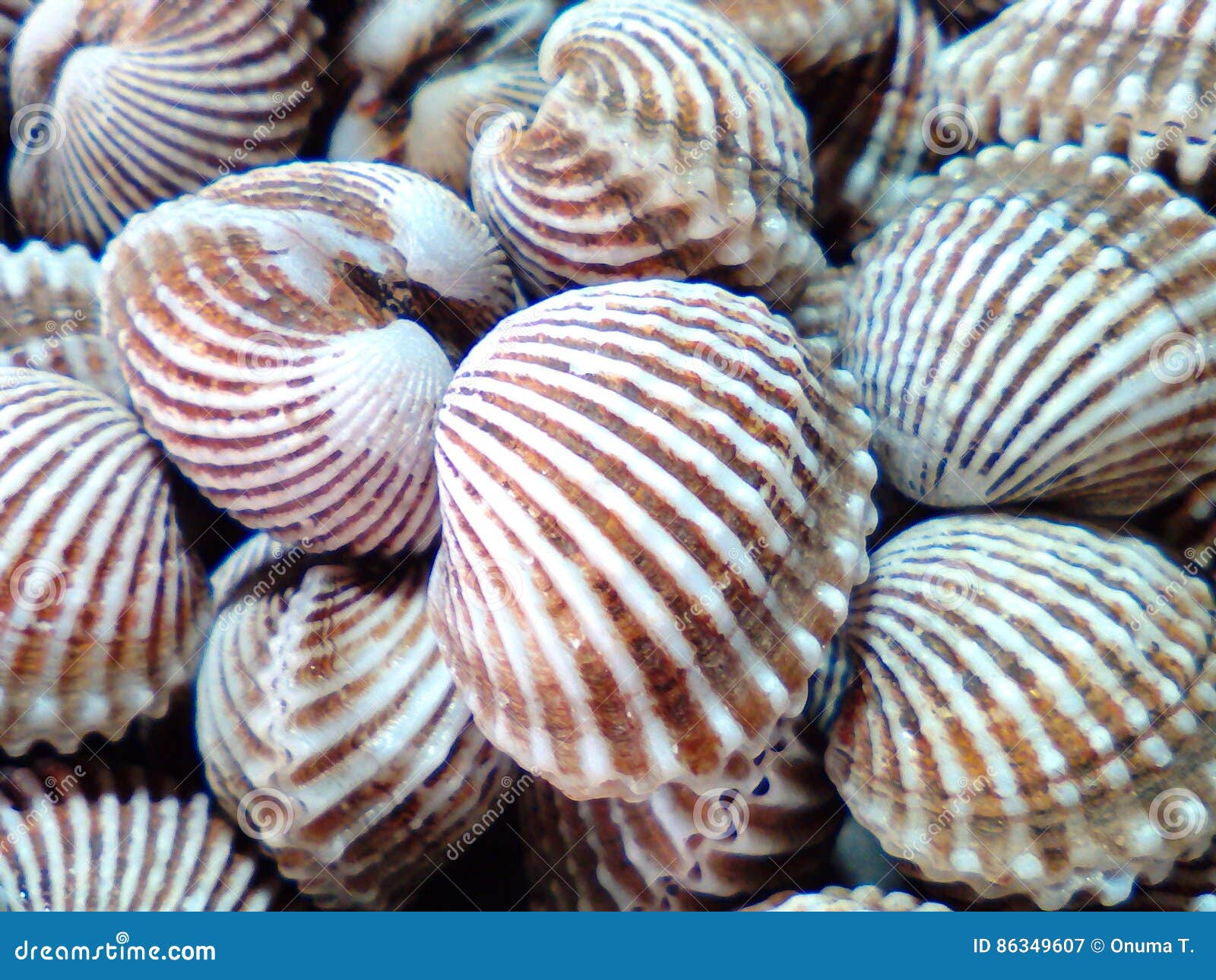 Scallops stock illustration. Illustration of iodine, division 86349607