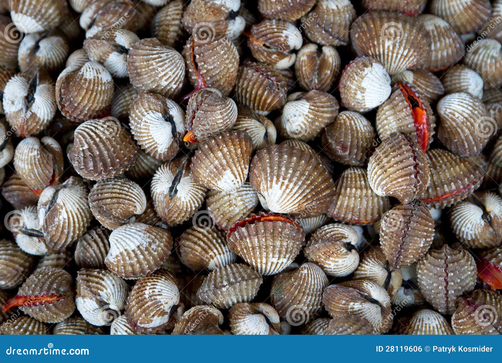 Scallops on the Local Market Stock Photo Image of freshness, market 28119606