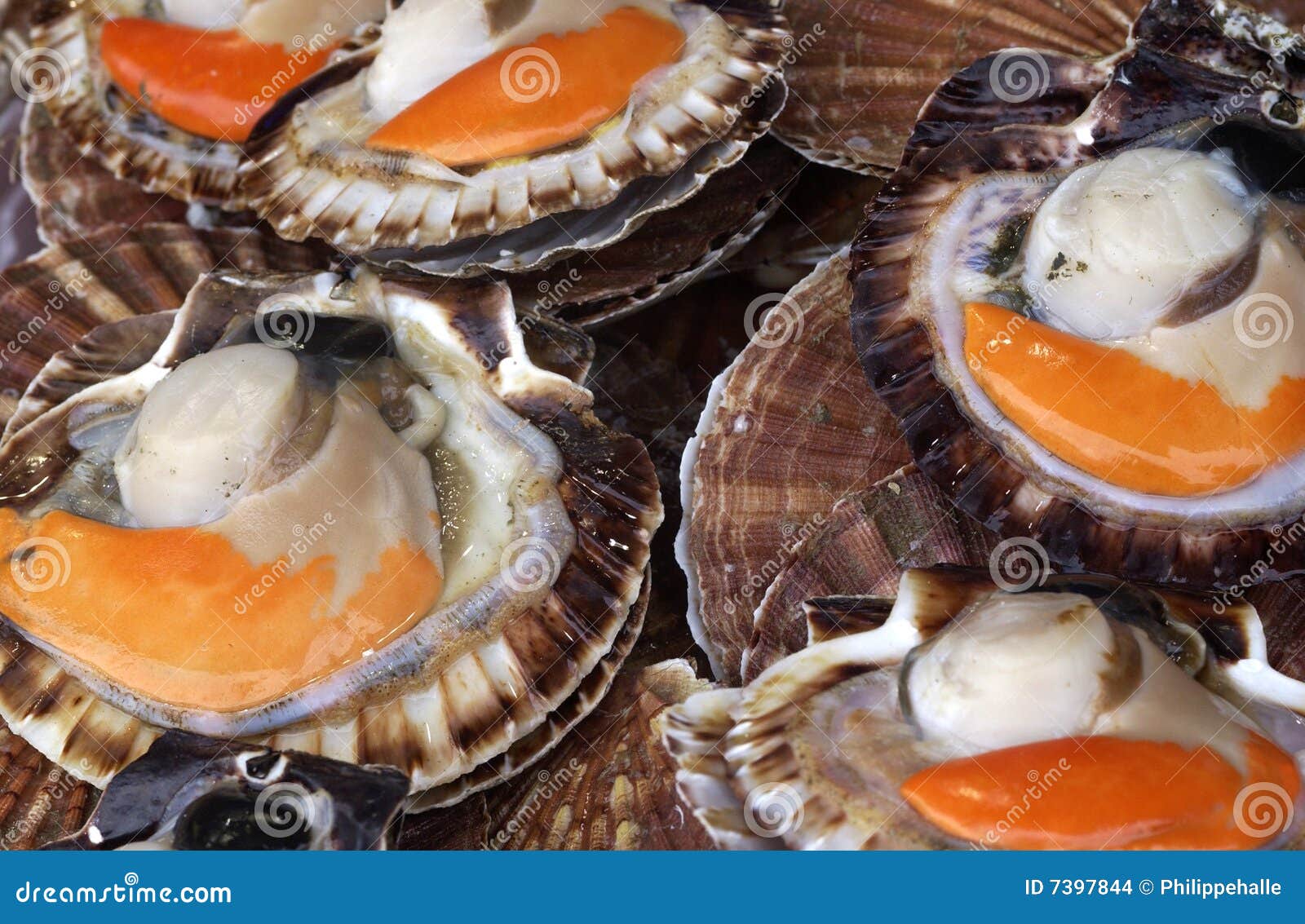 Scallops at the market stock photo. Image of fisherman 7397844