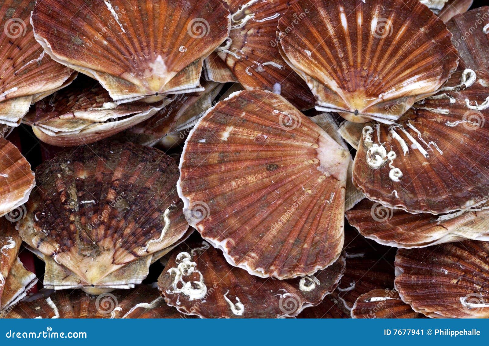Scallops at the market stock image. Image of fish, vitamin 7677941