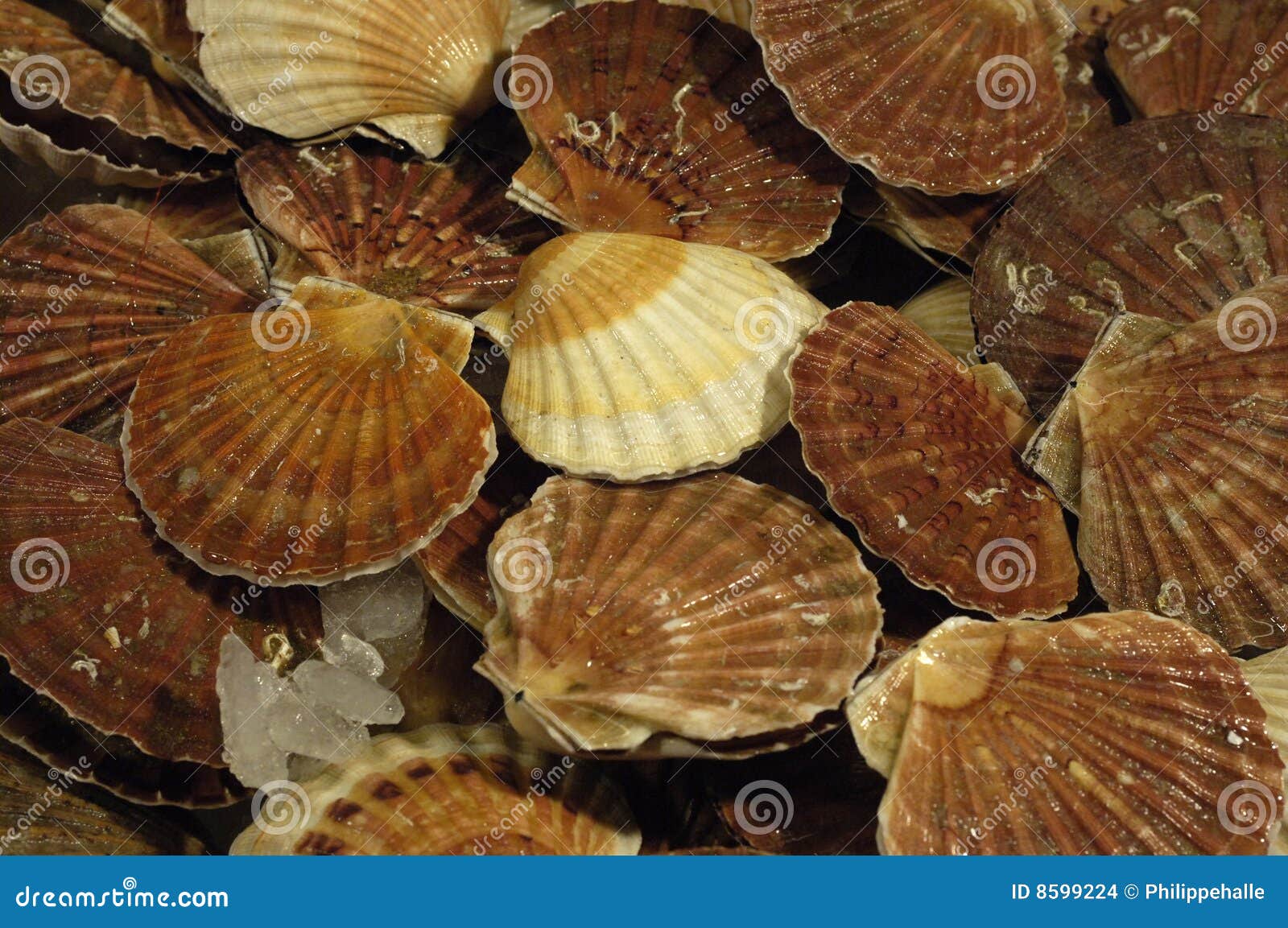 Scallops at the market stock photo. Image of scallops 8599224
