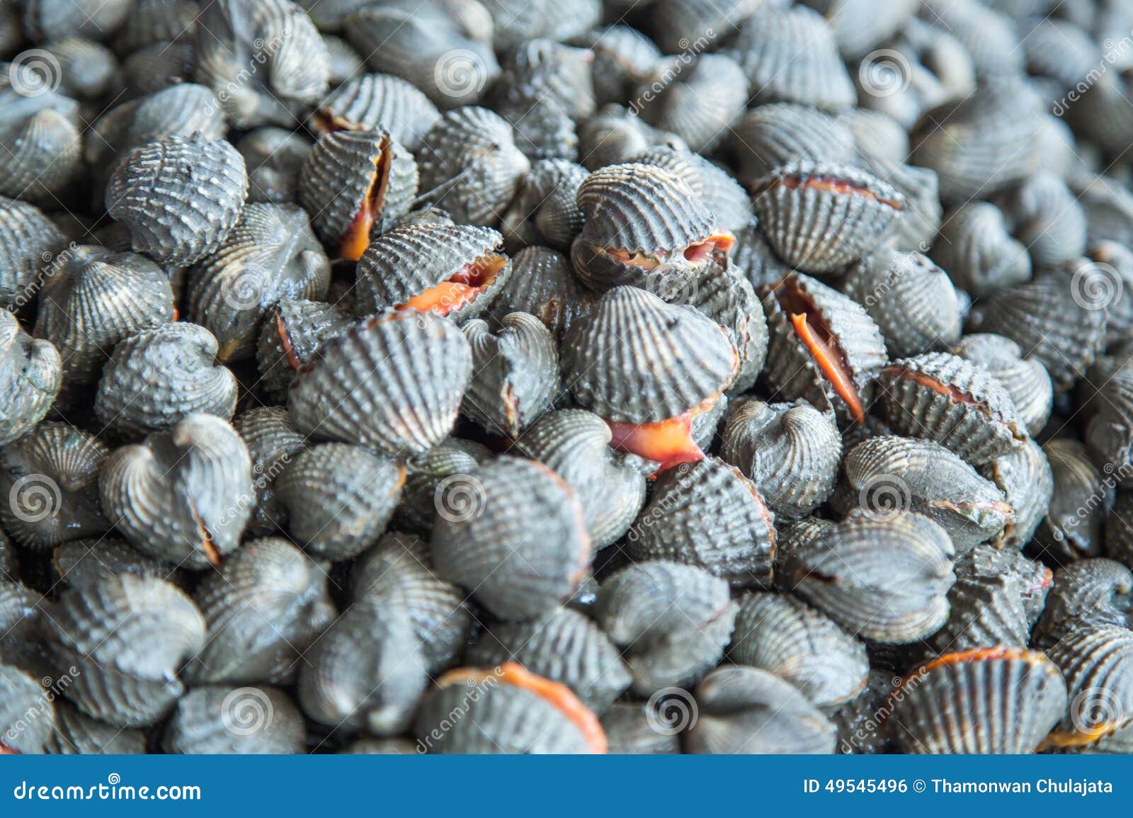 Scallops stock photo. Image of animal, saltwater, healthy 49545496