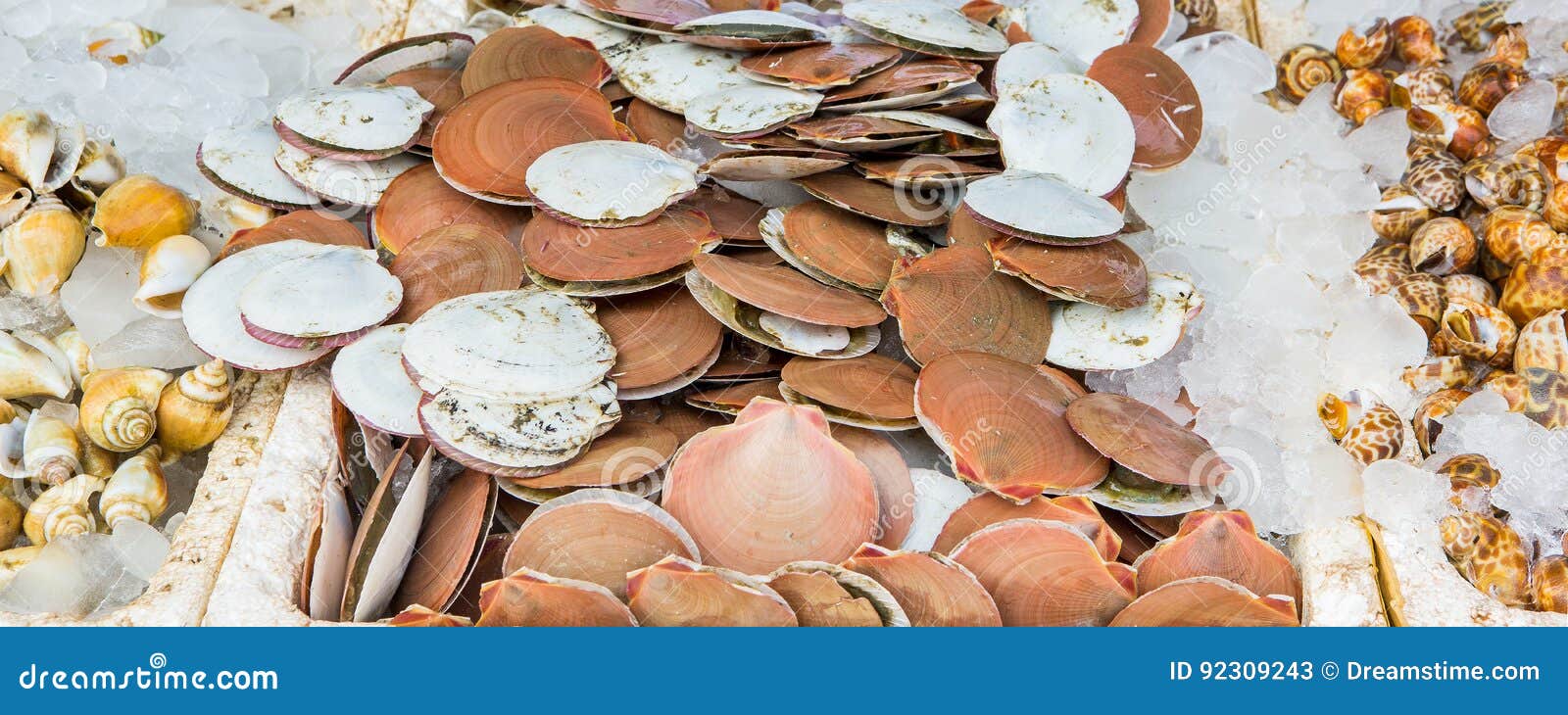 Scallops sold in market. stock image. Image of sale, mussel 92309243