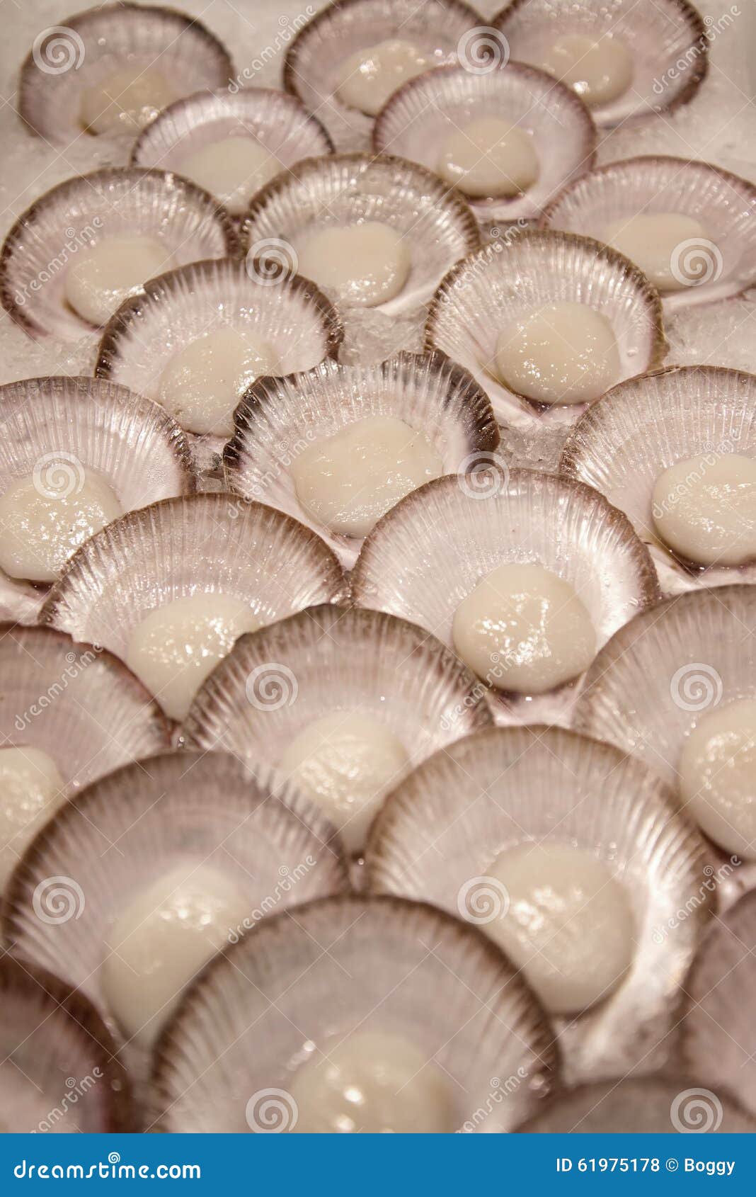 Scallops stock photo. Image of closeup, clean, market 61975178