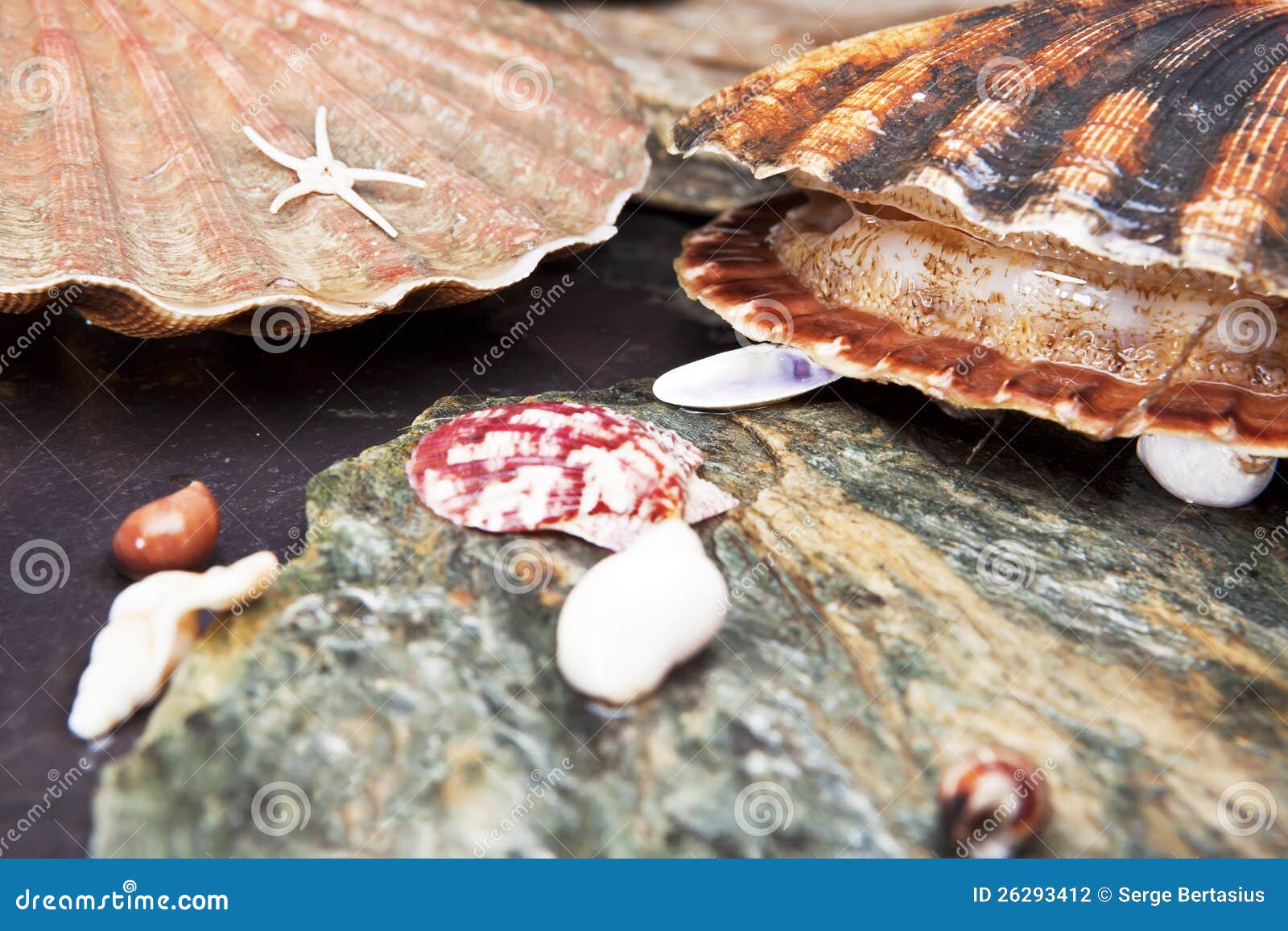 Scallops Vivos Em Pedras Molhadas Foto de Stock Imagem de cute