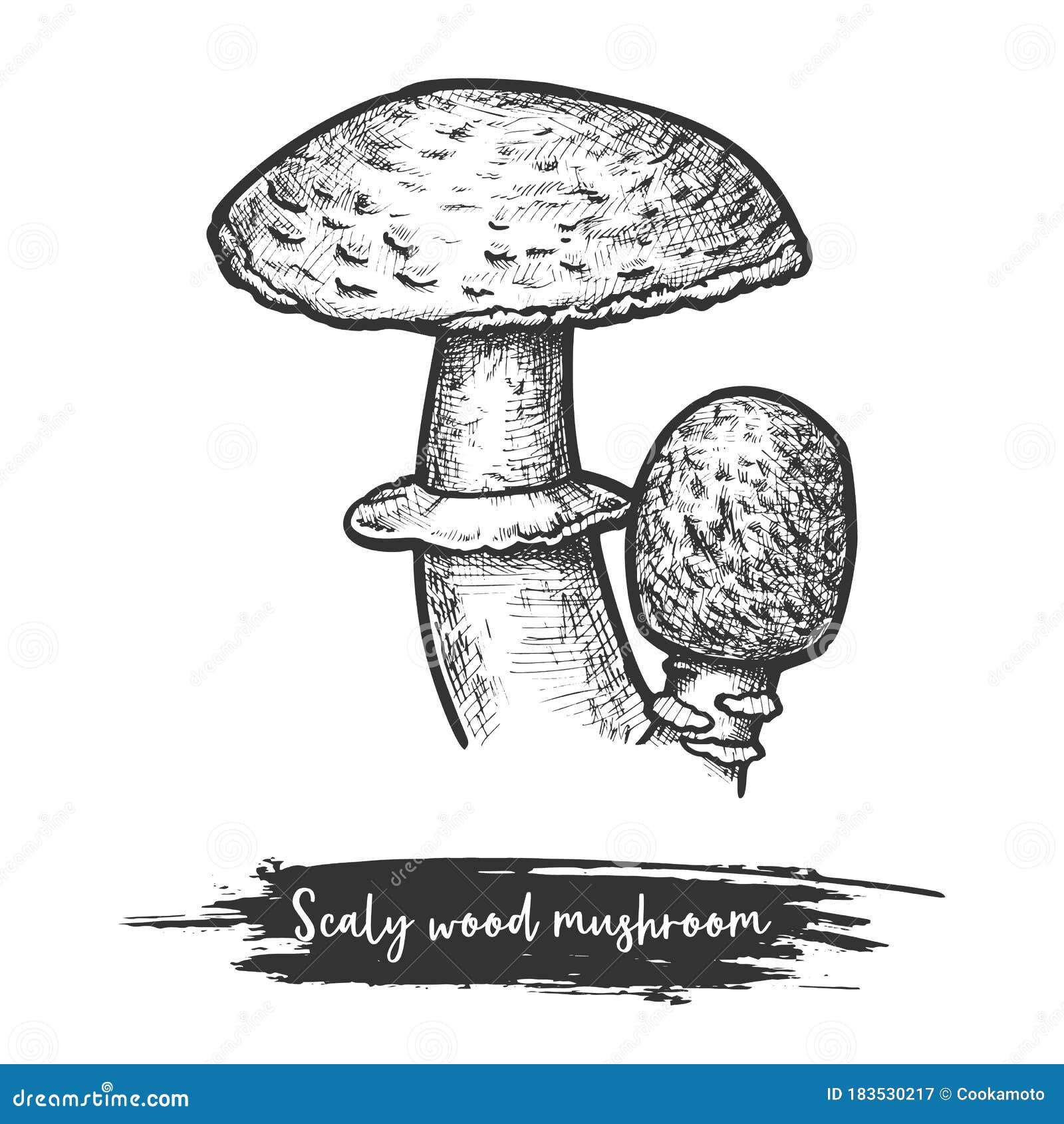 scaly or blushing wood mushroom sketching 