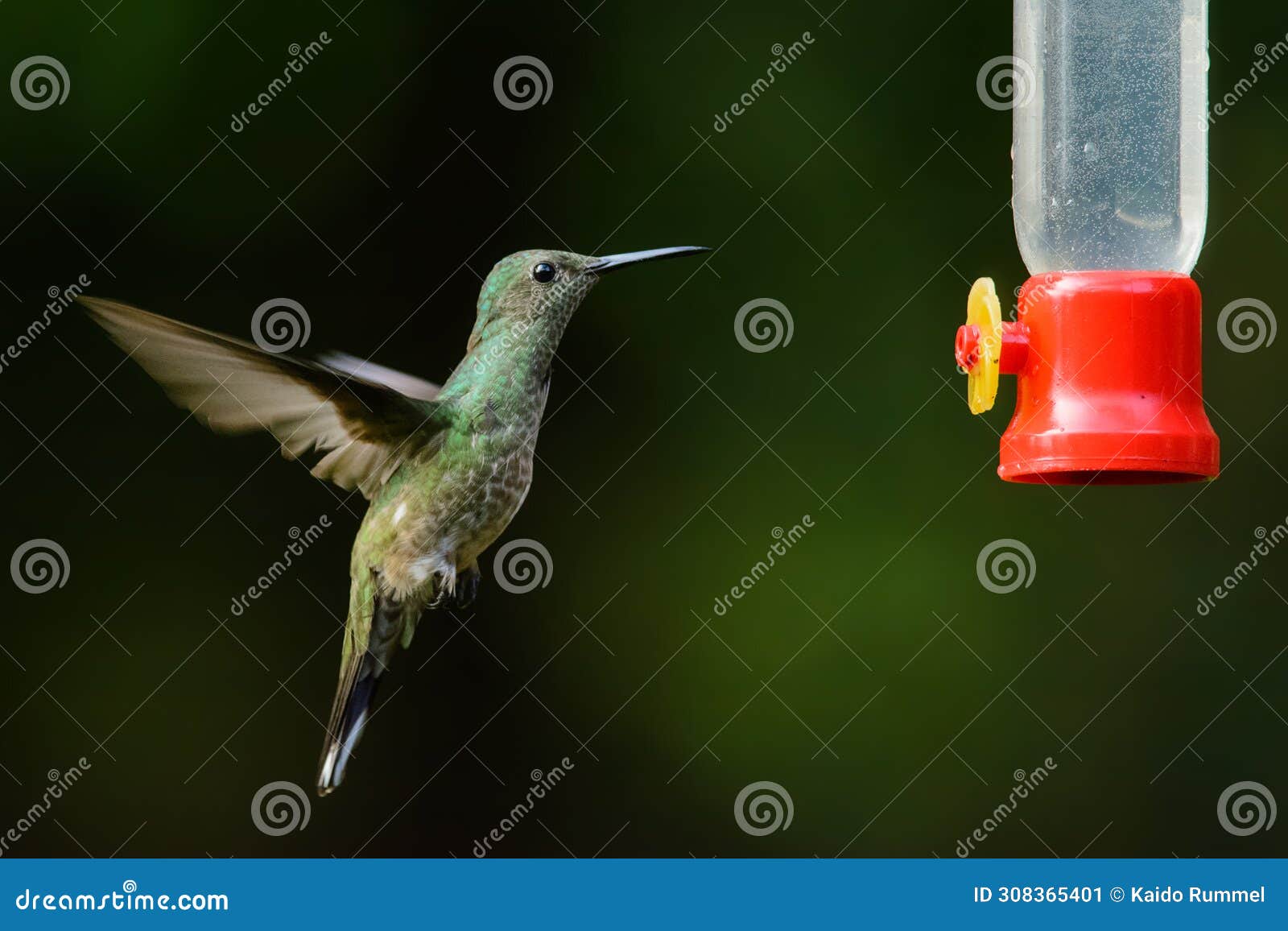 scaly-breasted hummingbird by a feeder