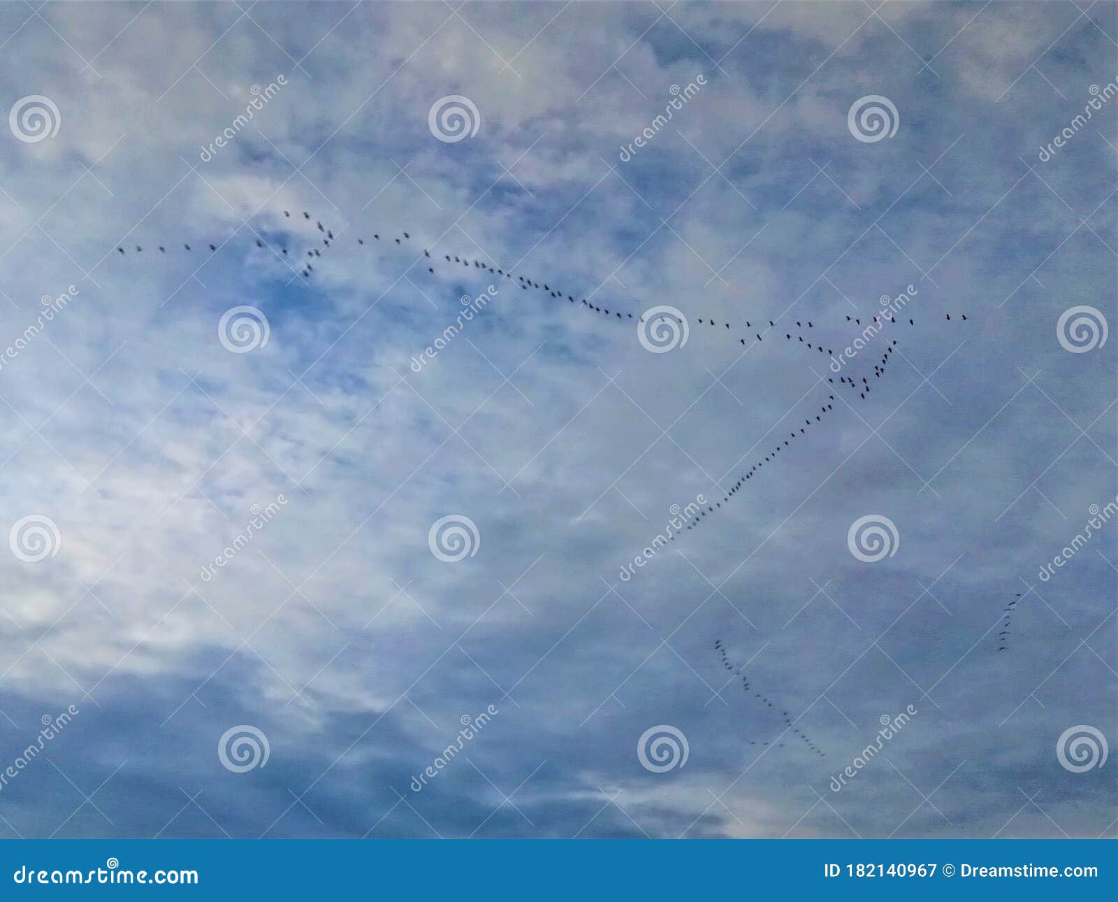 the scandinavian futhark . birds