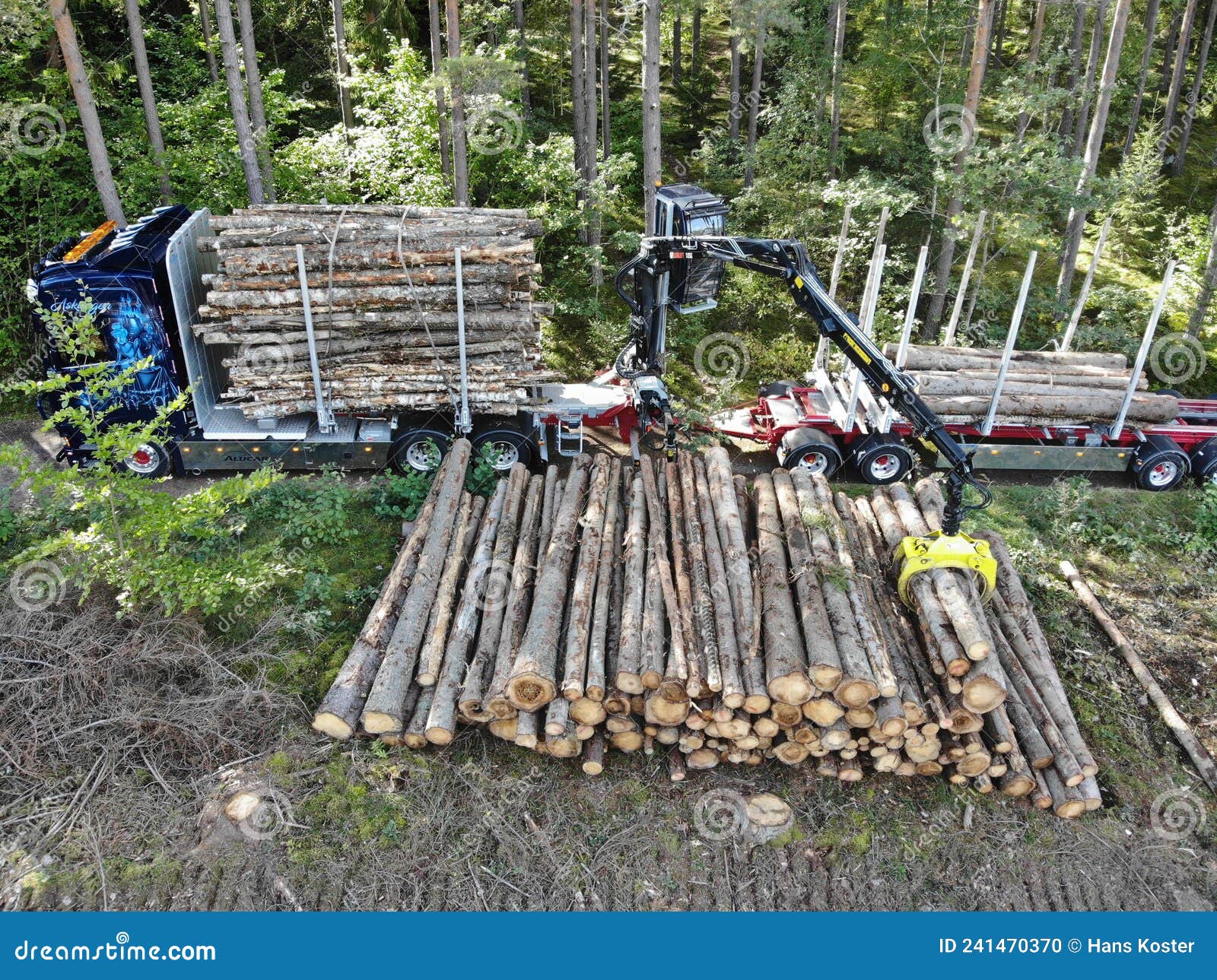 scania logging truck loading pine trees in the forest