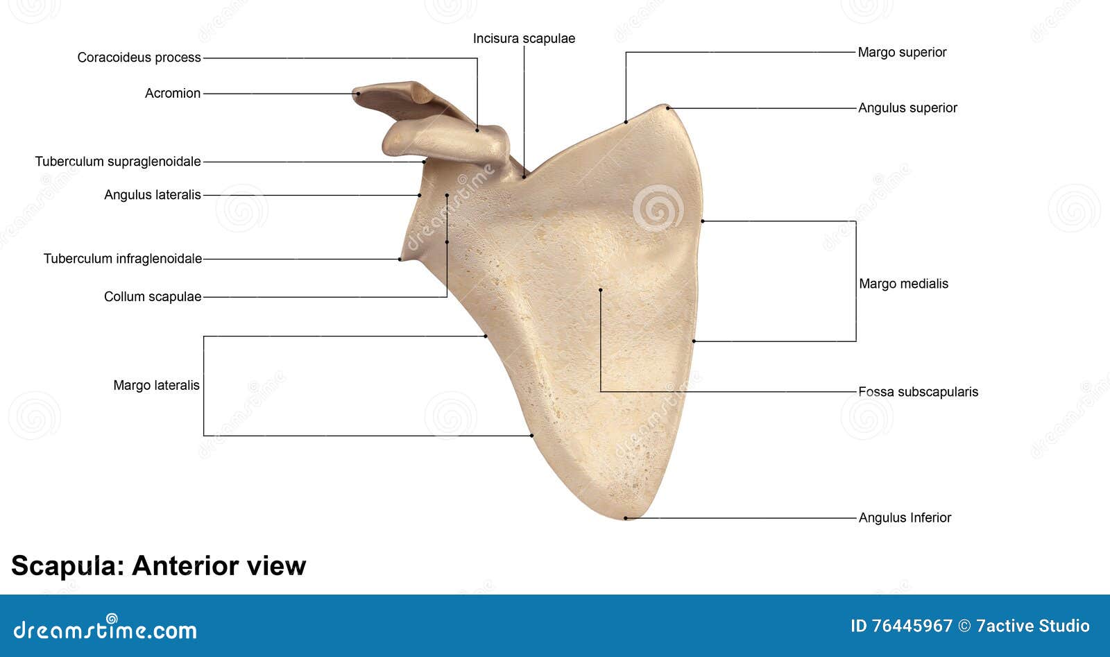 Scapula Anterior view stock illustration. Illustration of humerus ...