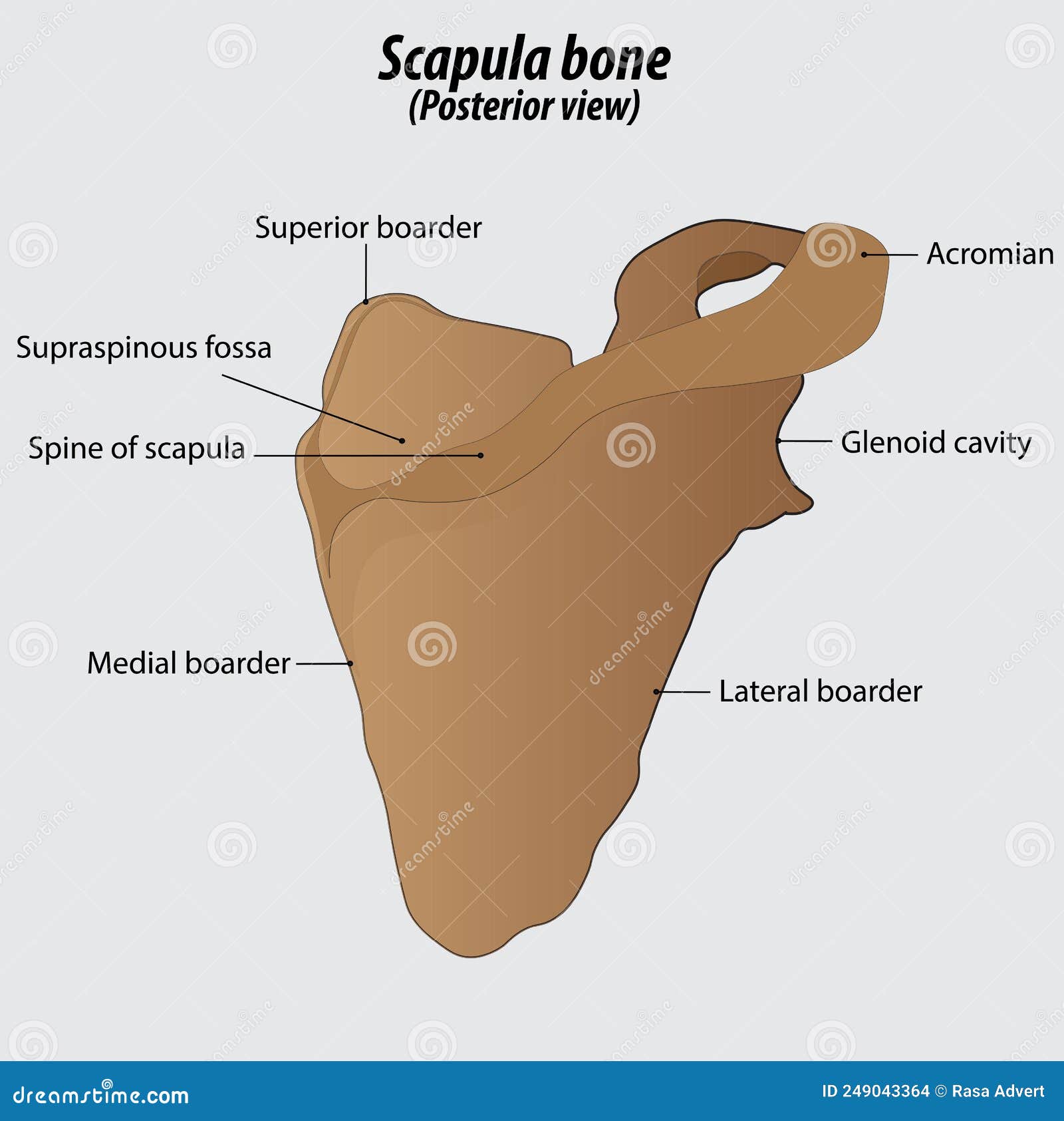 Scapula Bone Vector Illustration Drawing Labeled Diagram Stock Vector -  Illustration of medial, border: 249043364