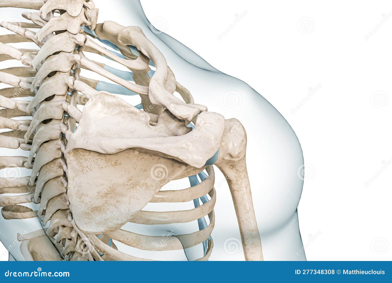 Scapula, Humerus and Clavicle Bones Top View 3D Rendering Illustration