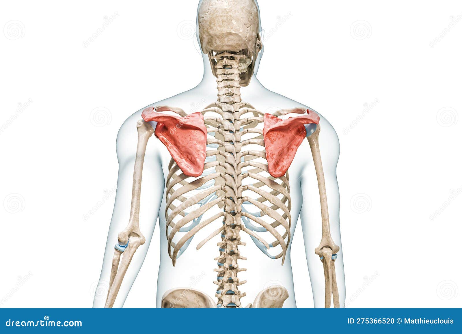 Clavicle bone or collarbone close-up with body 3D rendering illustration  isolated on white with copy space. Human skeleton and shoulder girdle  anatomy, medical diagram, skeletal system concepts. Stock Illustration